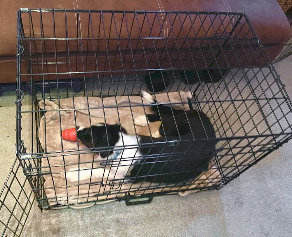 halfway puppy crate.jpeg