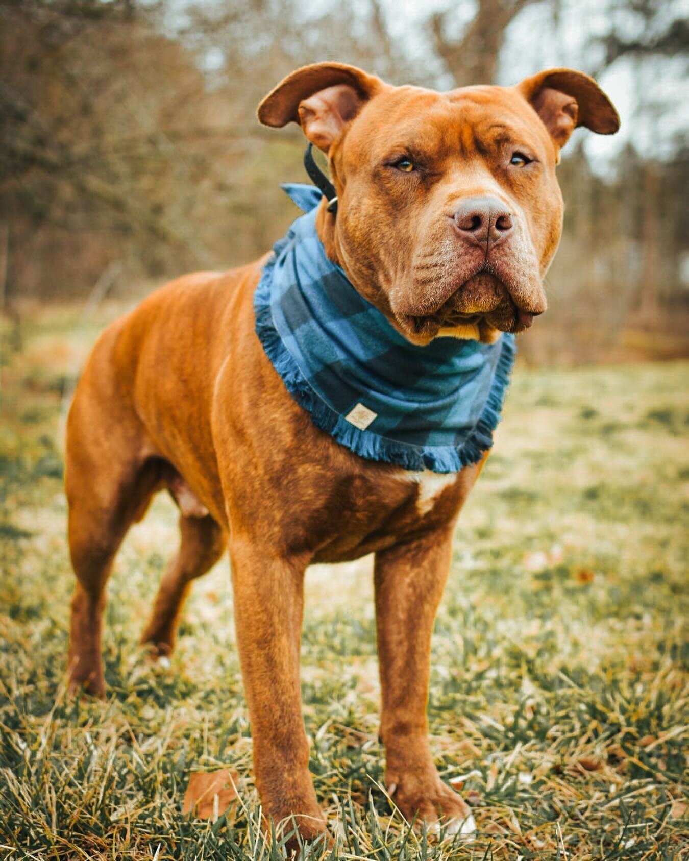 Why so serious? The Jackson bandana restocks this Friday 🕺✨🕺

But seriously, how perfect is Hades in this flannel?! I&rsquo;m obsessed!

Also, just in case you missed it, the FAQ now has a &ldquo;live&rdquo; list of all the orders and their process