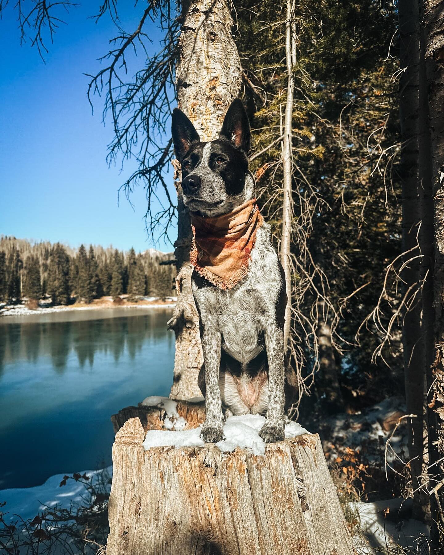 Willow is staying stylish and cozy in the Rory flannel 🧣

Spring has not quite sprung for some, so flannels and snoods are still an essential part of wardrobes. We recently restocked some of our fan favorite flannels, so if you&rsquo;re in the marke