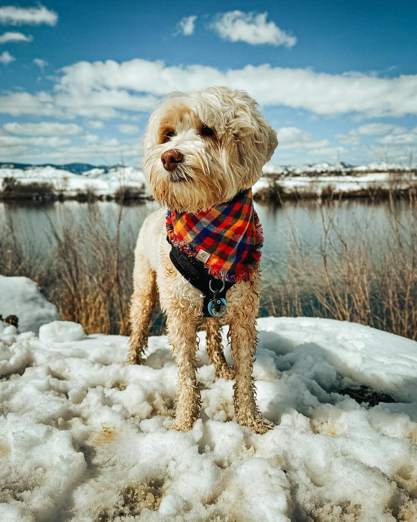 Be the source of brightness on a cold or gloomy day ✨

Pierogi had that right idea to sport the Blaze bandana on his snowy adventure! The weather is all over the place right now, so it only makes sense to wear a vibrant and cozy bandana to brighten y