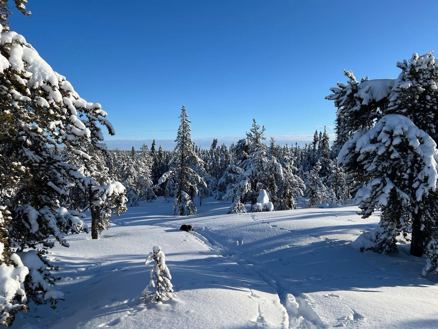 I love winter so much. #NWT #borealforest #hokskiing