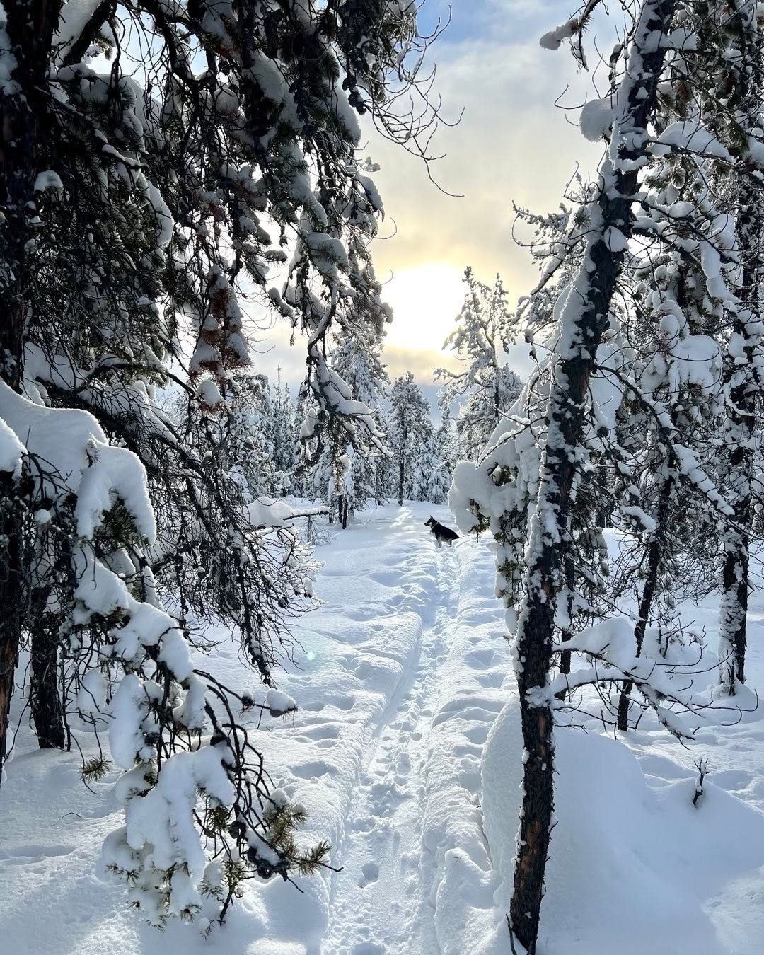 She’s lame but always game to go hok skiing in paradise with me. #winter #NWT #dogs #northernspecial #borealforest #Denendeh