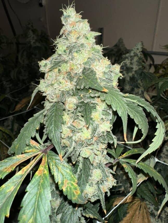 Chem Fuego #9 strain bud, a Lucky Dog original cross, Bozeman Montana dispensary