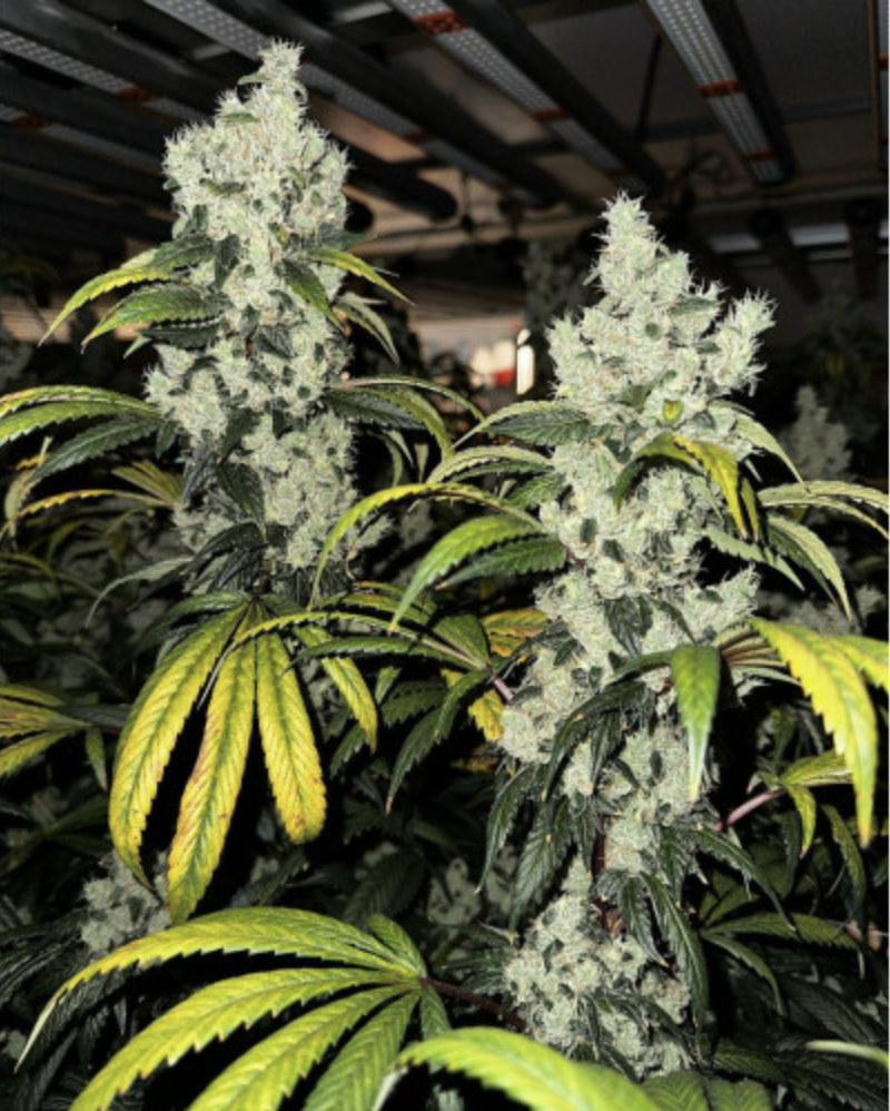 Pole Dog #4 strain plants, Lucky Dog original Skunk Dawg cross, Bozeman MT dispensary