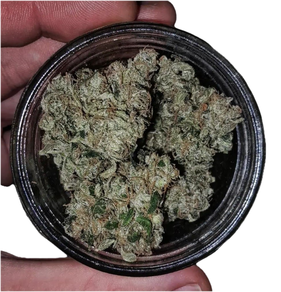 Diesel Therapy strain flower, Lucky Dog original ECSD cross, Bozeman Montana dispensary