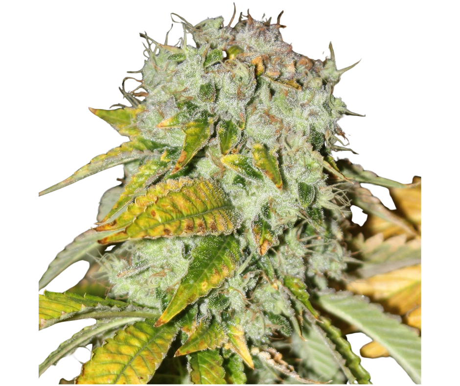 Guerilla Fume #2 strain bud, Lucky Dog original Chemdog cross, Bozeman MT dispensary