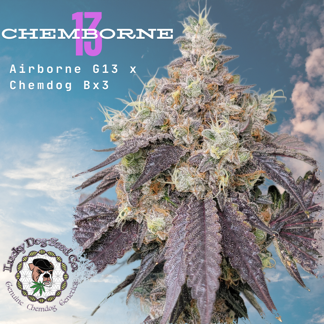 Chemborne 13 strain flower, Lucky Dog original G13 cross, Bozeman Montana dispensary