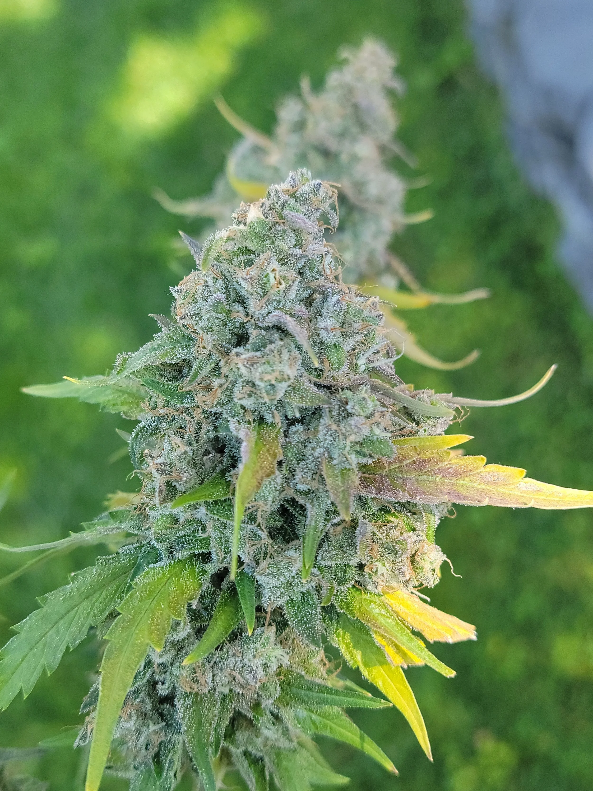 Diesel Poison strain cola, Lucky Dog original Durban Poison cross, Bozeman MT dispensary