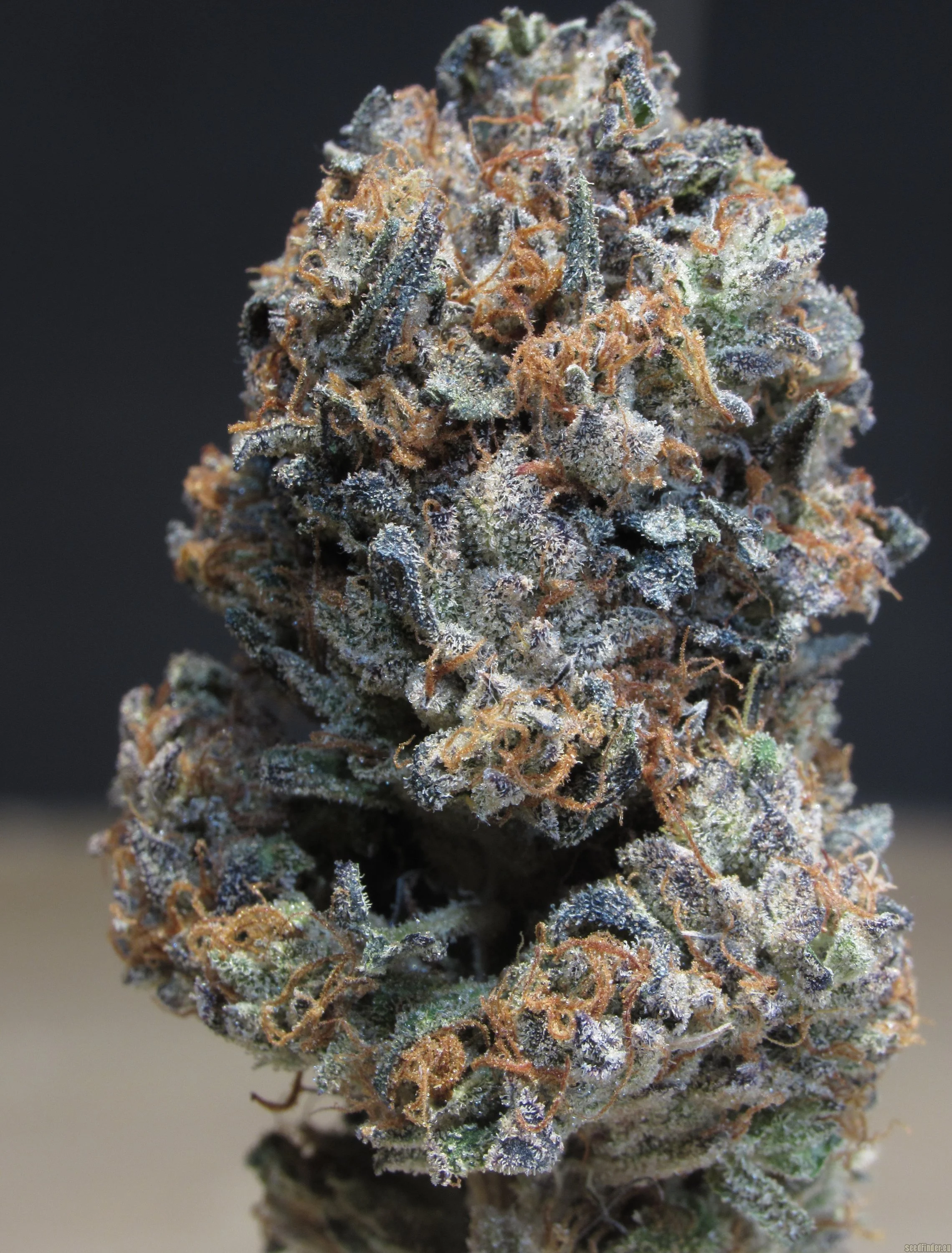 4 King's OG strain flower grown by Lucky Dog Cannabis Co, Bozeman MT dispensary