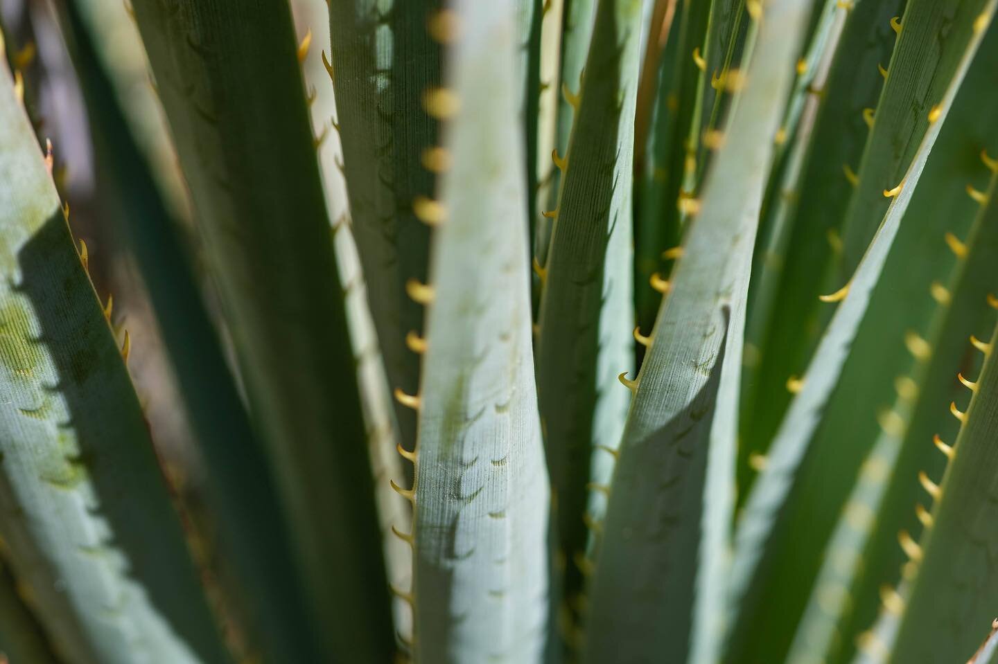 Desert plants in macro

Products used: Nikon D3500 w/ Oshiro 60mm f/2.8 2:1 LD UNC Ultra-Macro Lens for Nikon

Edited with: Adobe Lightroom Classic, and Adobe Photoshop

&mdash;&mdash;&mdash;&mdash;&mdash;&mdash;&mdash;&mdash;&mdash;&mdash;&mdash;&md