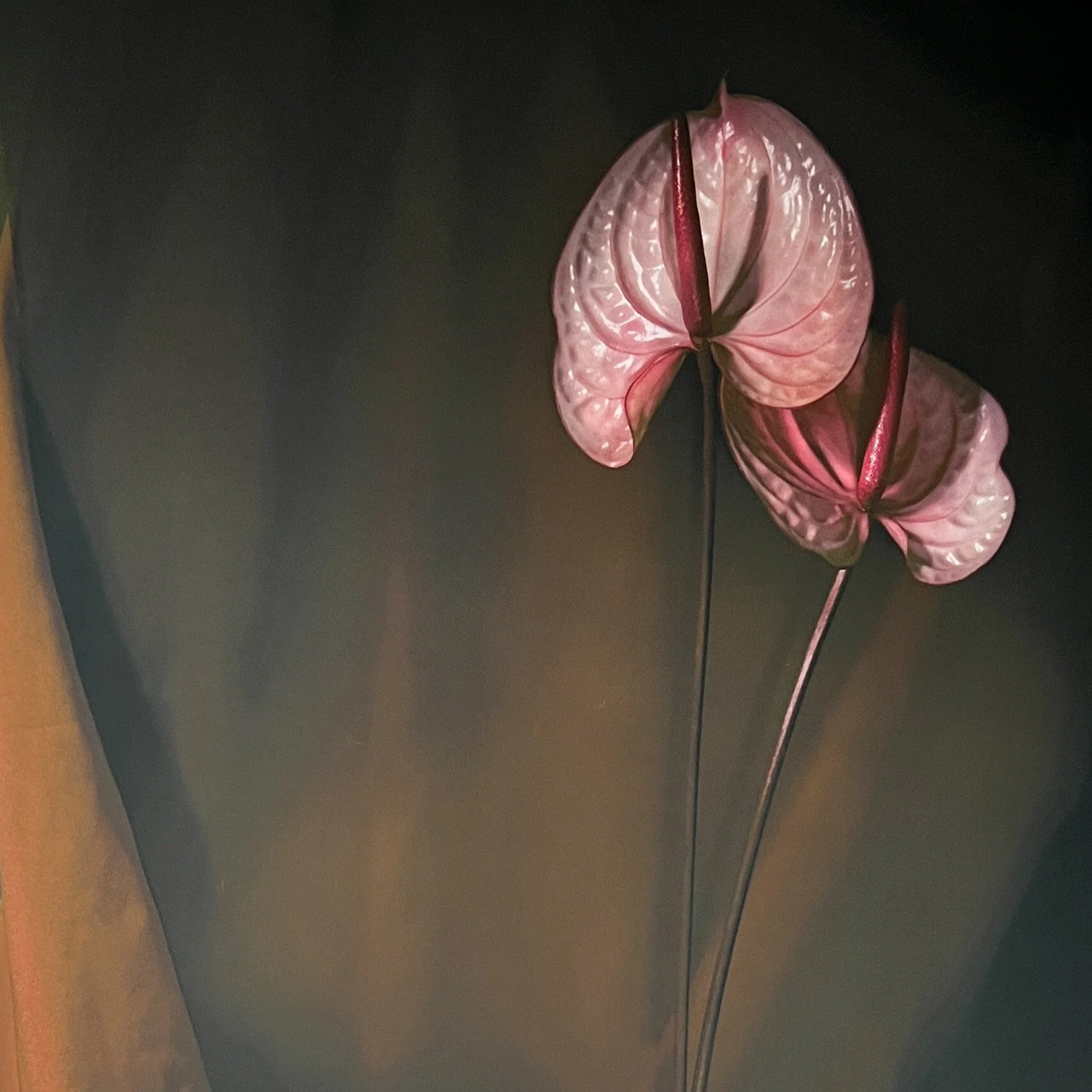 Realist painting of two pink anthurium flowers against a dark, moody background.