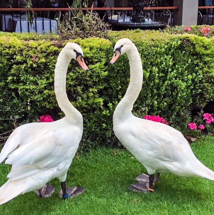 Los Cisnes de la Hacienda 🦢🦢

Reserva desde: aht.mx/reservations

#SabordesDeLaHacienda

Reservaciones: 55 56 55 7888 &amp; www.aht.mx

📩 eventos@aht.mx 

#SaboresDeLaHacienda #ViveLaHacienda