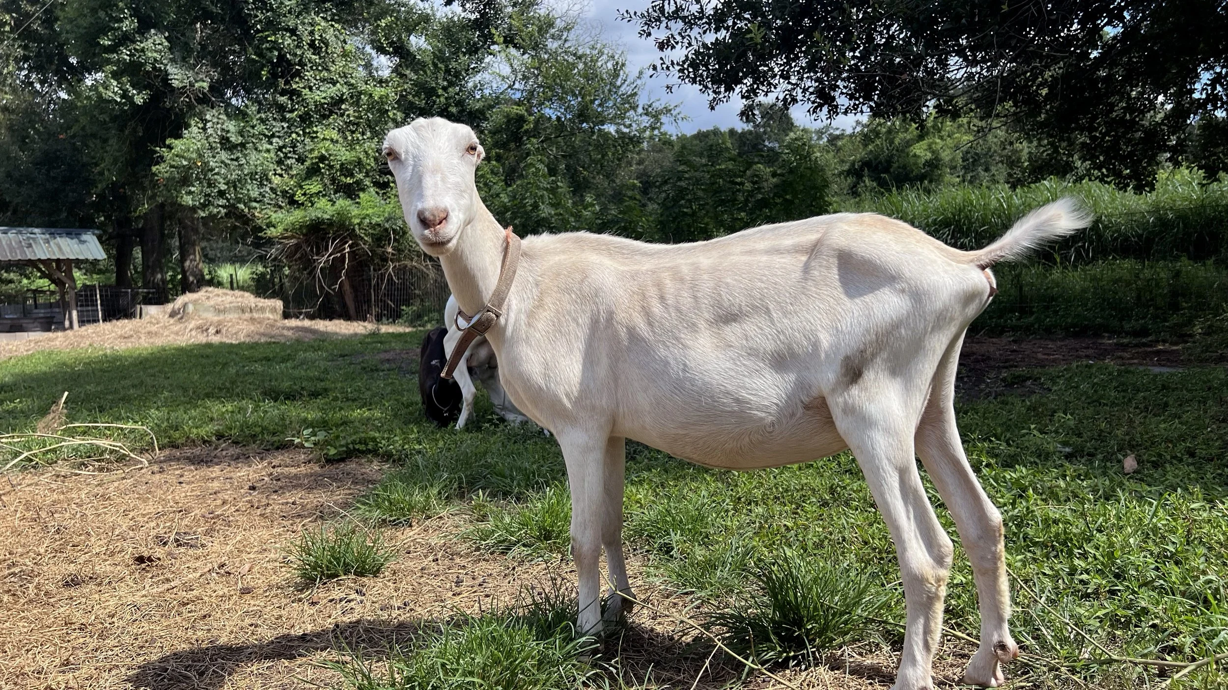 Tales from a Micro-Dairy