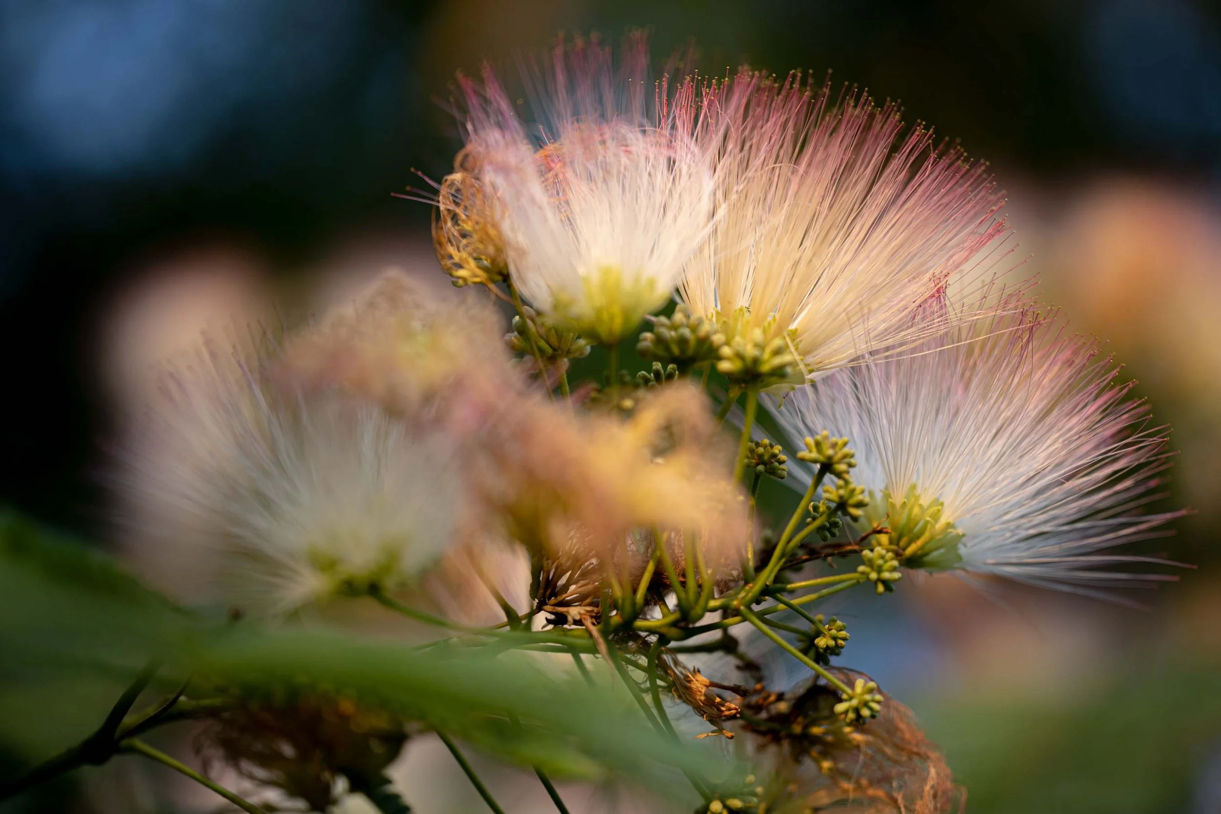 Mimosa Season