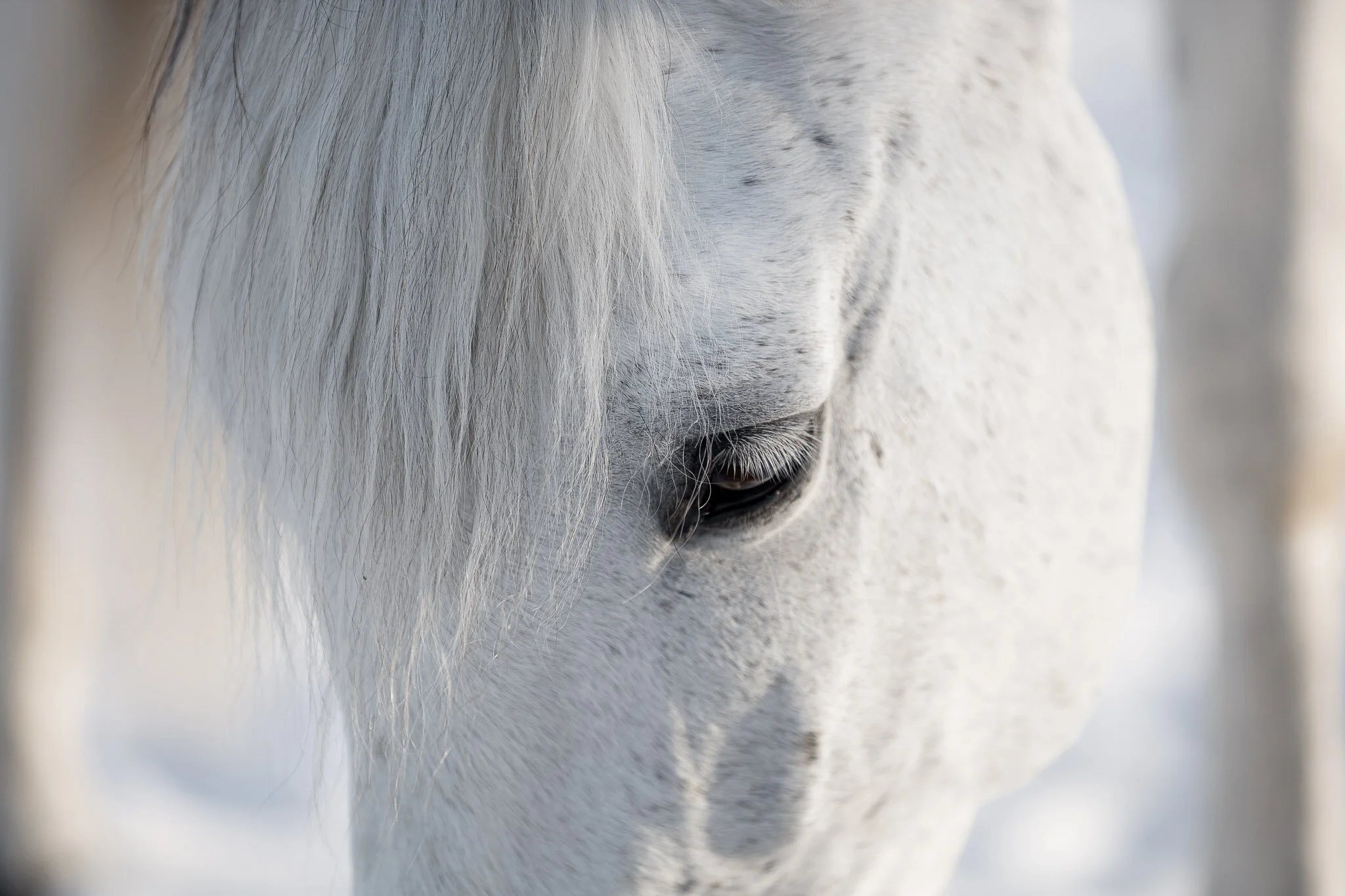 Hest og hund-3.jpg