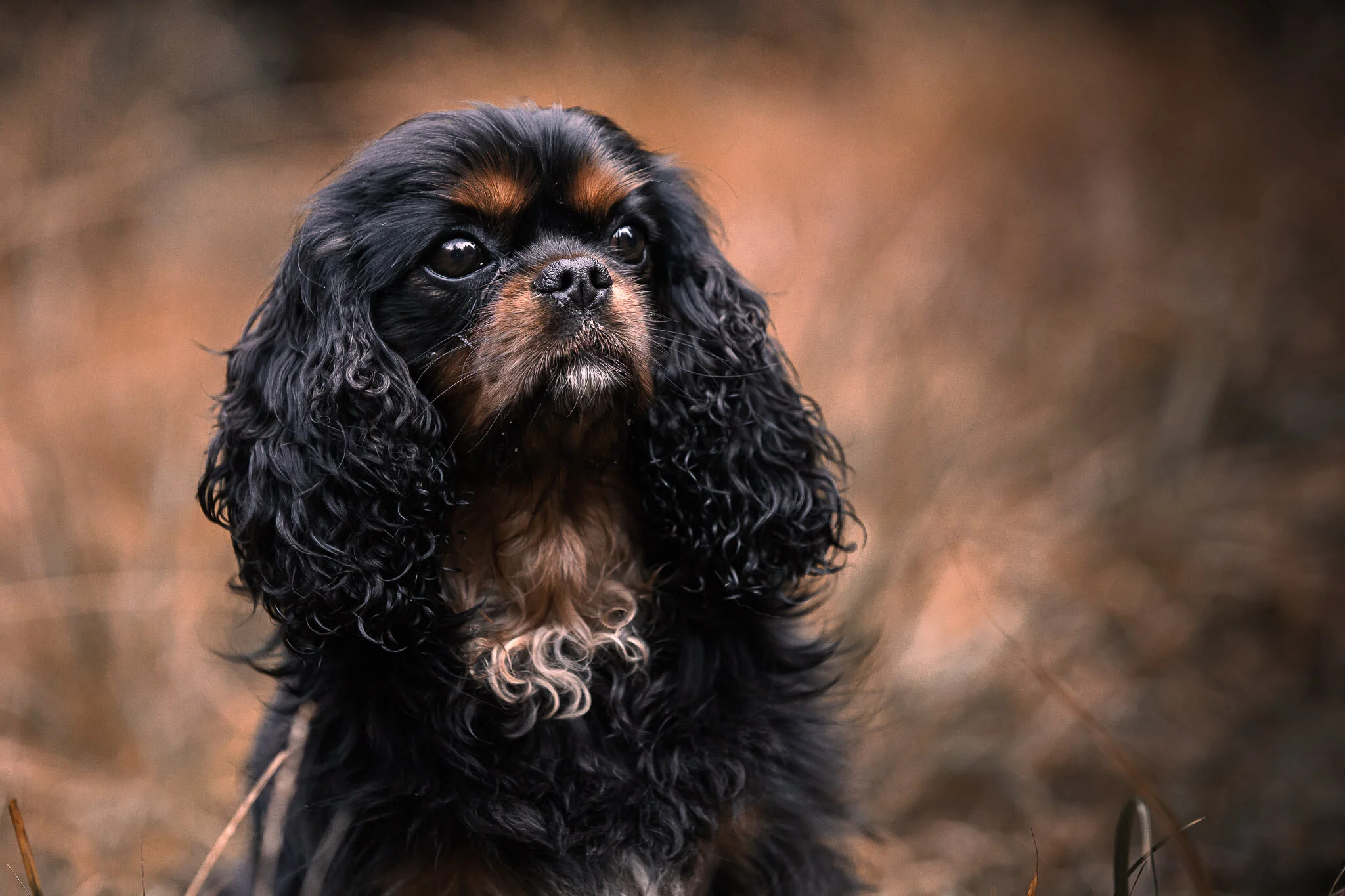 Kjæledyrfotograf Rogaland, hund i høstfarger