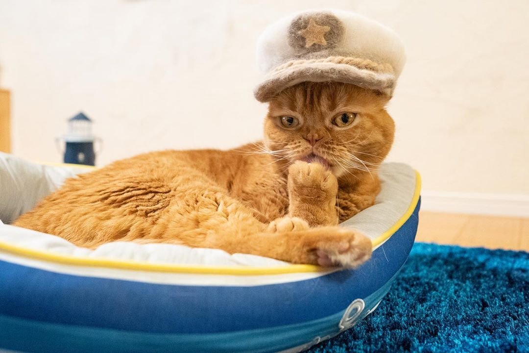 Cats in hats - 3.jpg