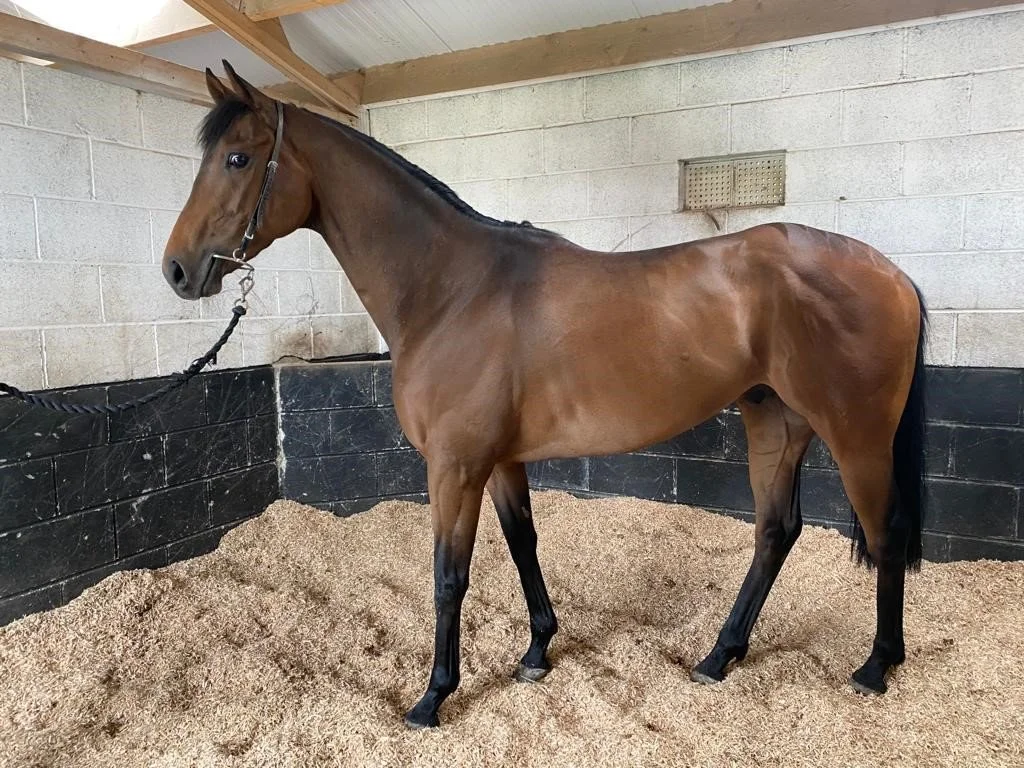 POSS AMB STABLE2.jpg