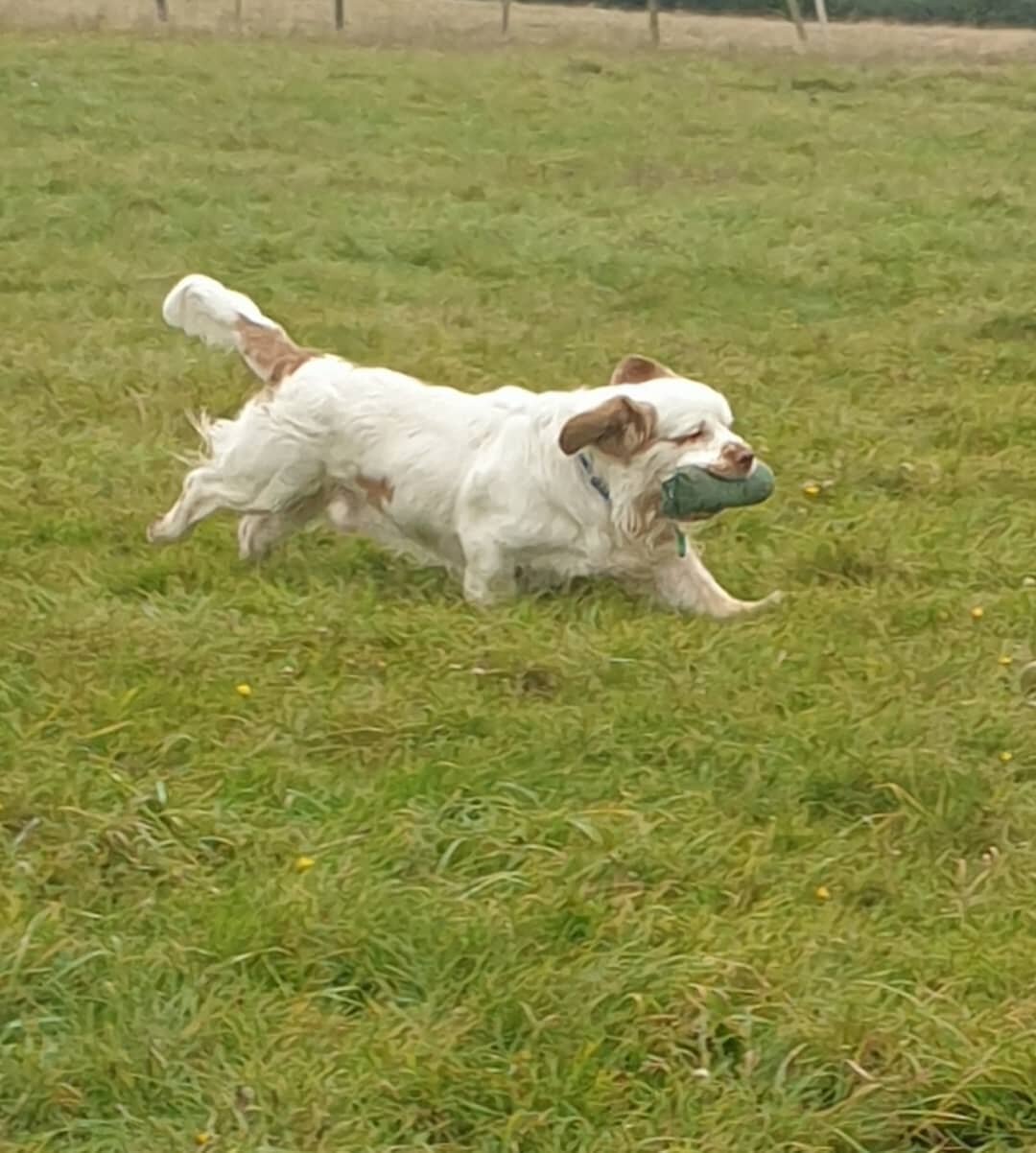 Nice Progress with this Clumber Spaniel this morning 

#clumberspaniel #clumberspanielsofinsta #clumberspanielsofinstagram #clumberspanielsofinstagram😁 #familydogservices #gundogtrainerkent #gundogtrainingmaidstone #gundogtrainingthefamilydogservice