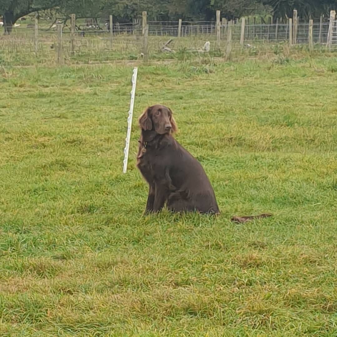 A lovely young Flatcoated Retriever doing a lovely job during  class this morning 

#flatcoatedretrieversofinstagram❤️ #flatcoatedretrieversofinstagram #flatcoatedretriever #gundogtrainerkent #gundogtrainingmaidstone #gundogtrainingthefamilydogservic