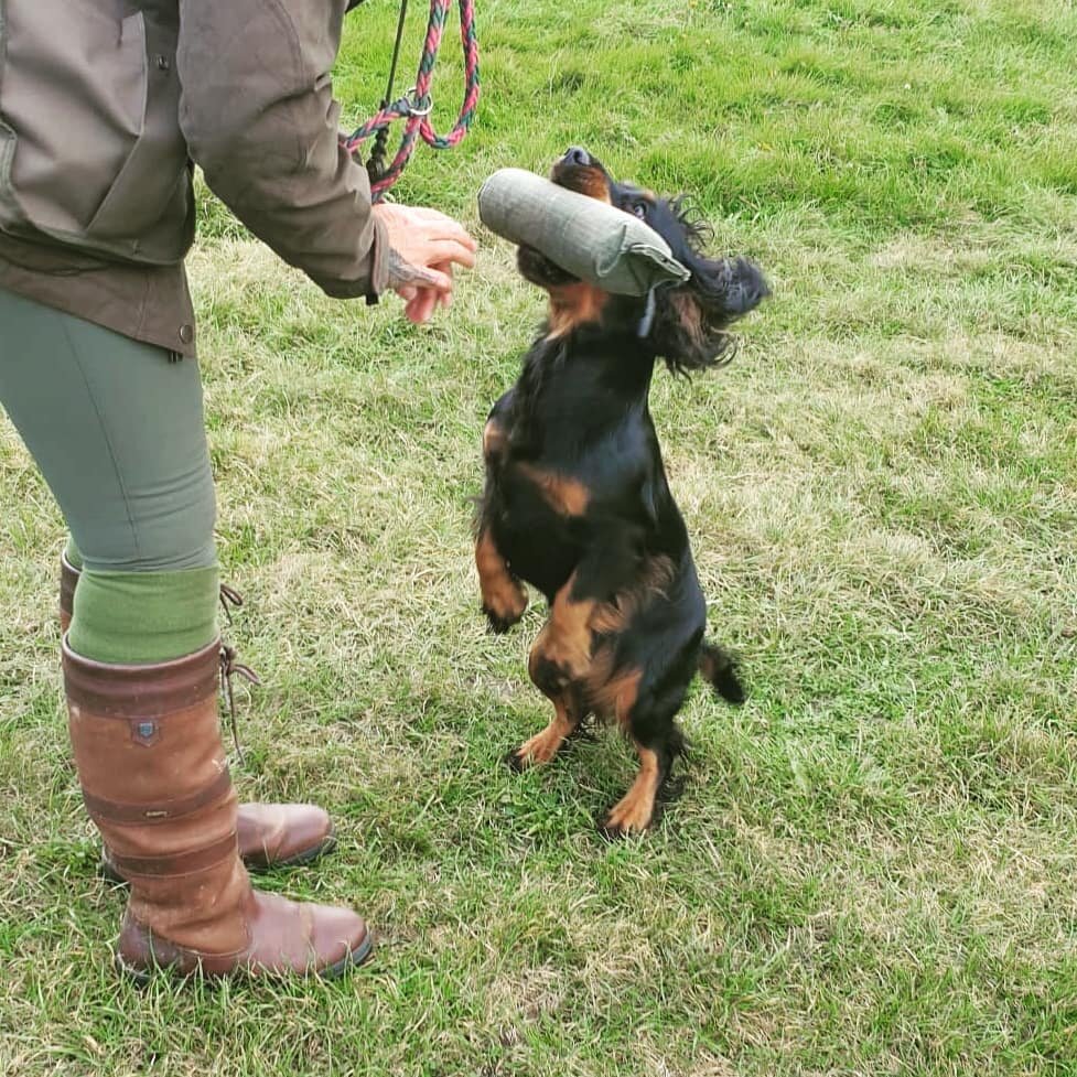 Definitely my favourite pic from gundog classes today...

Young Posy showing off her retrieve, just love the eye contact and the commitment to the delivery 

@kentishrose_gundogs 

#cockerspaniel #spanielsofinstagram #spaniel #cocker #cockerlife #fam