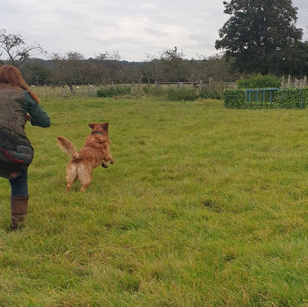 Second gundog class of the day

Today these young dogs were introduced to multi dummy retrieves, go back, and a new stop exercise, along with lots of steadiness training 

#novicegundogtraining #beginnersgundogtraining #familydogservices #gundogtrain