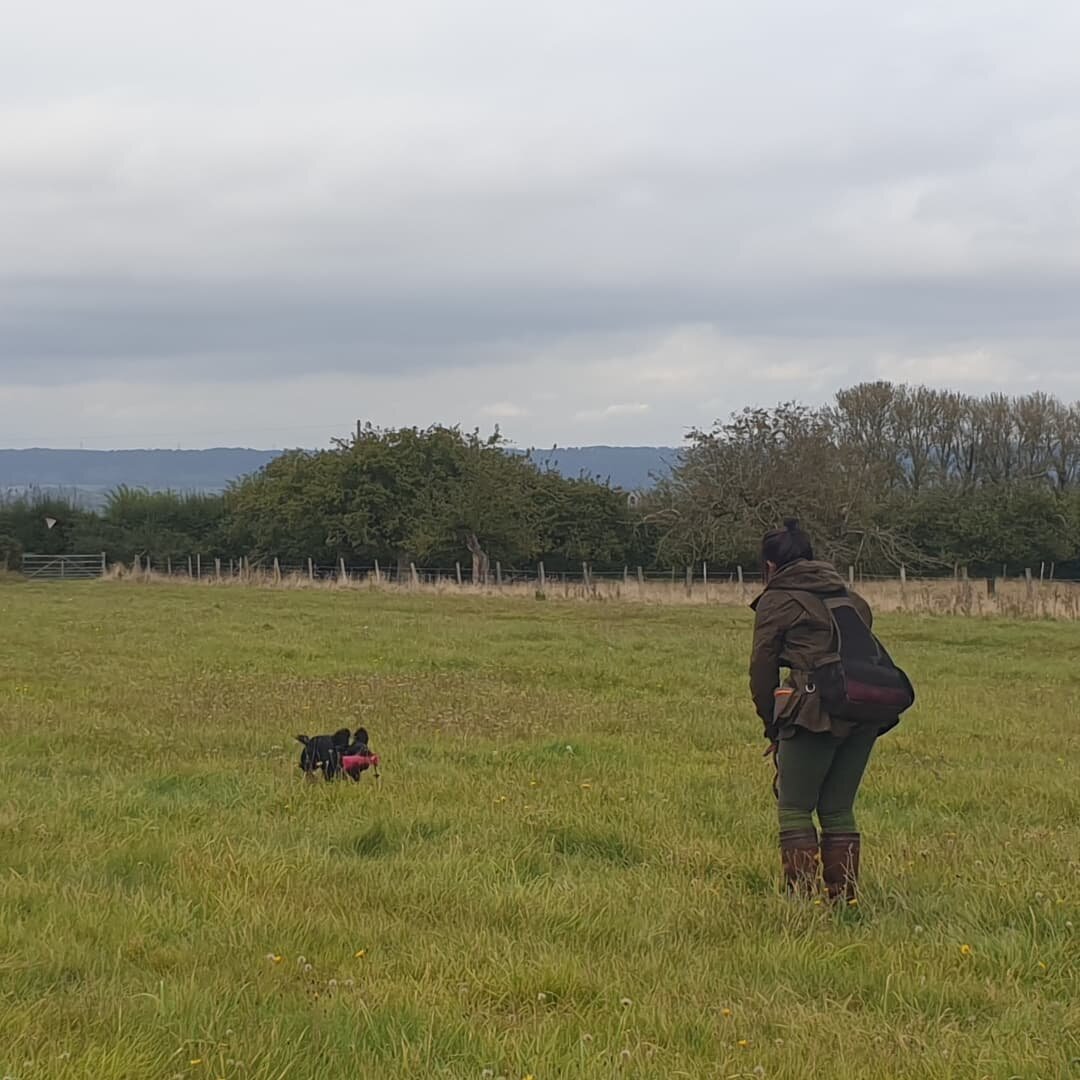 Second gundog class of the day

Today these young dogs were introduced to multi dummy retrieves, go back, and a new stop exercise, along with lots of steadiness training 

#novicegundogtraining #beginnersgundogtraining #familydogservices #gundogtrain
