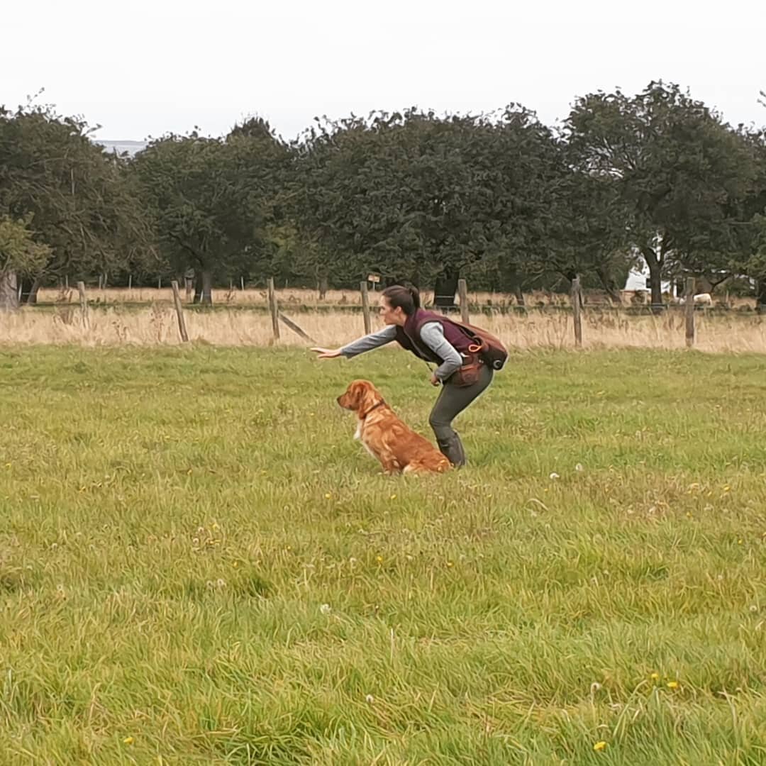 Second gundog class of the day

Today these young dogs were introduced to multi dummy retrieves, go back, and a new stop exercise, along with lots of steadiness training 

#novicegundogtraining #beginnersgundogtraining #familydogservices #gundogtrain