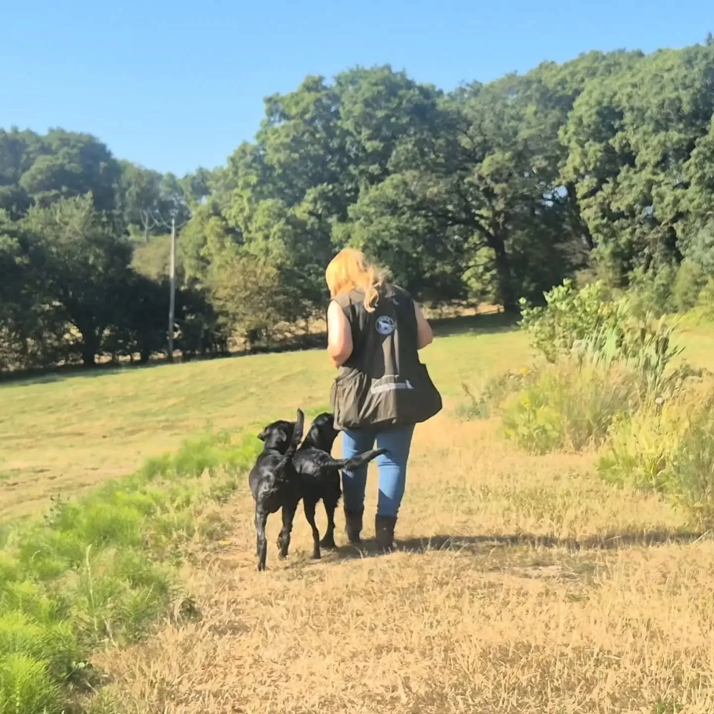 Whilst Mr.D had an early mooch with Dude and an early puppy 121 I took the girls out for a swim and some training (videos will be posted on FB and Instagram @the_life_of_rose_the_gundog ) 

Now a day of zoom coaching calls as it's too hot to train sa