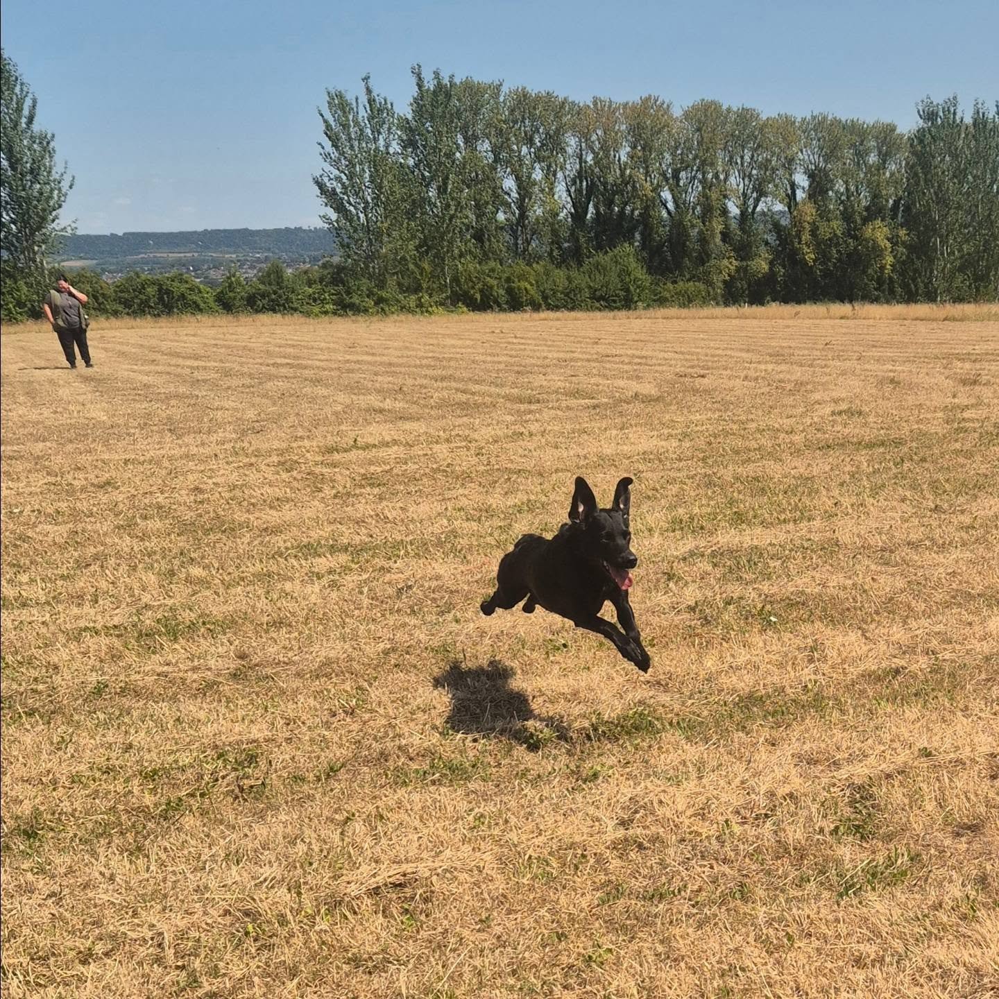Lovely gundog group this morning! 

Putting the dogs and handlers through their paces  with mini simulated drives, retrieving with distractions, delayed marks, and much more 

#gundogtrainingkent #gundogtrainingmaidstone #traininggundogs #gundogtrain