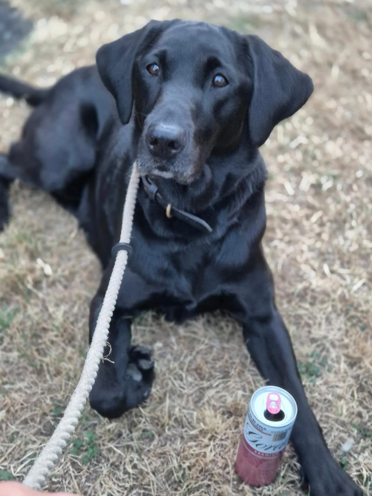 Just a reminder that Claire and Rose are currently away in Wales as Claire is attending the canine cognition instructors course with Endeavour Canine @endeavourcanine 

She in good company with our friend Hollie from @invictadogs and Watson 

Staying