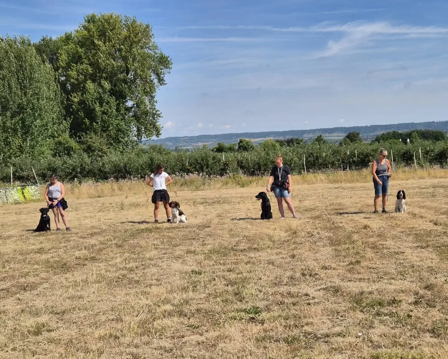 Early sessions to beat the heat today! Was well worth it! Brilliant work guys! 

#gundogsinkent #gundogfoundations #gundogtrainingkent