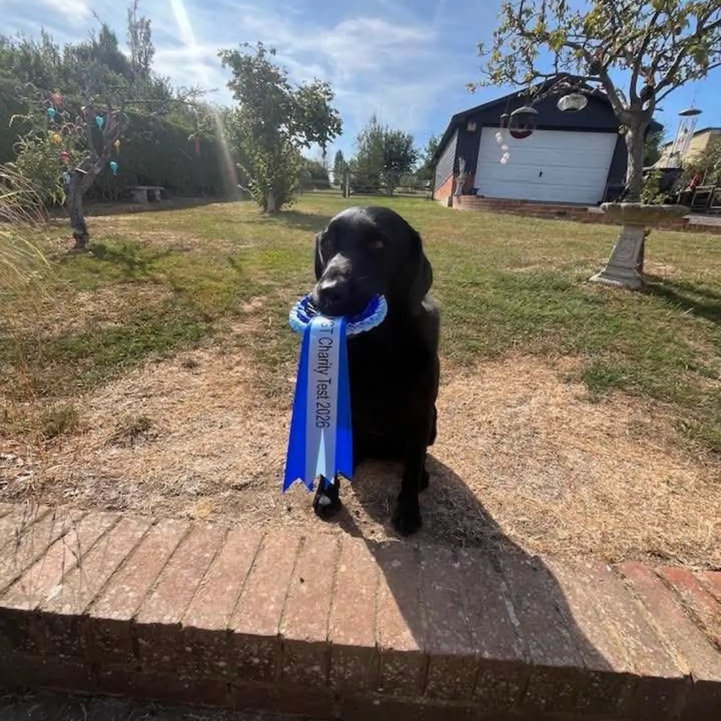 Another congratulations! This time to Helen and Ruben. It's been wonderful to watch these two grow in confidence and ability.  A very well deserved award win, 2nd place in a Novice charity test xx