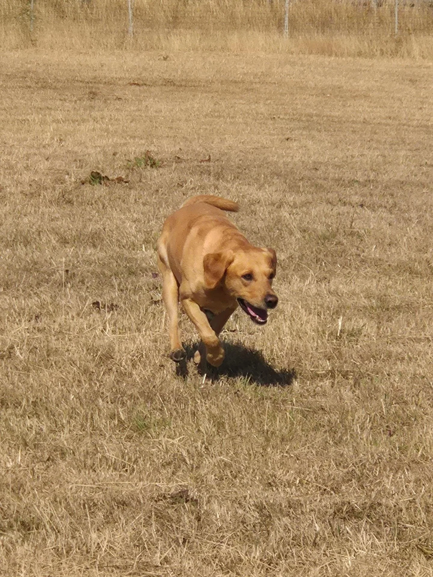 Another early session today! Fabulous work from everyone! Well done! 

#gundogtrainingkent #gundogtrainingmaidstone