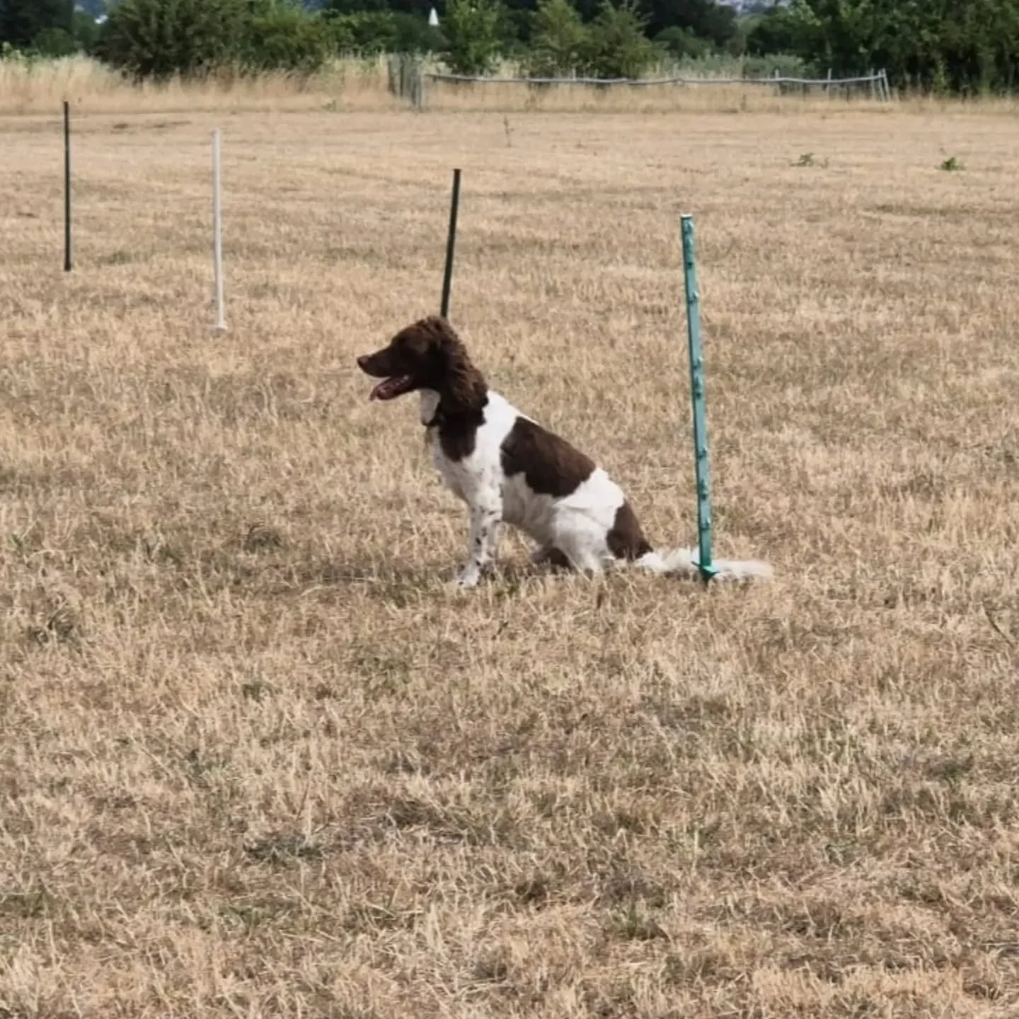 Lovely to see Tracey and Barney today for their gundog 121 

#springerspaniel #springerspanielsofinstagram