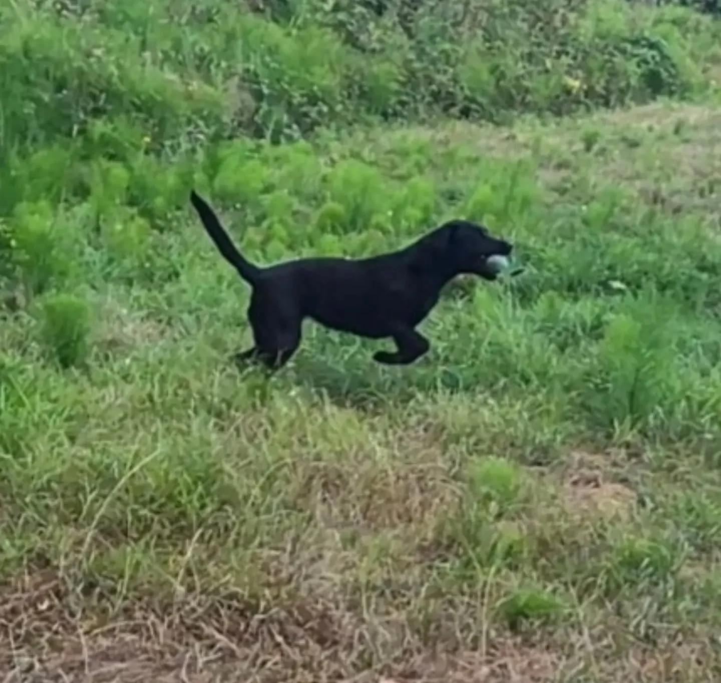 Land and water training this evening with these guys 

#landandwatertraining #watertraining #waterretrieve