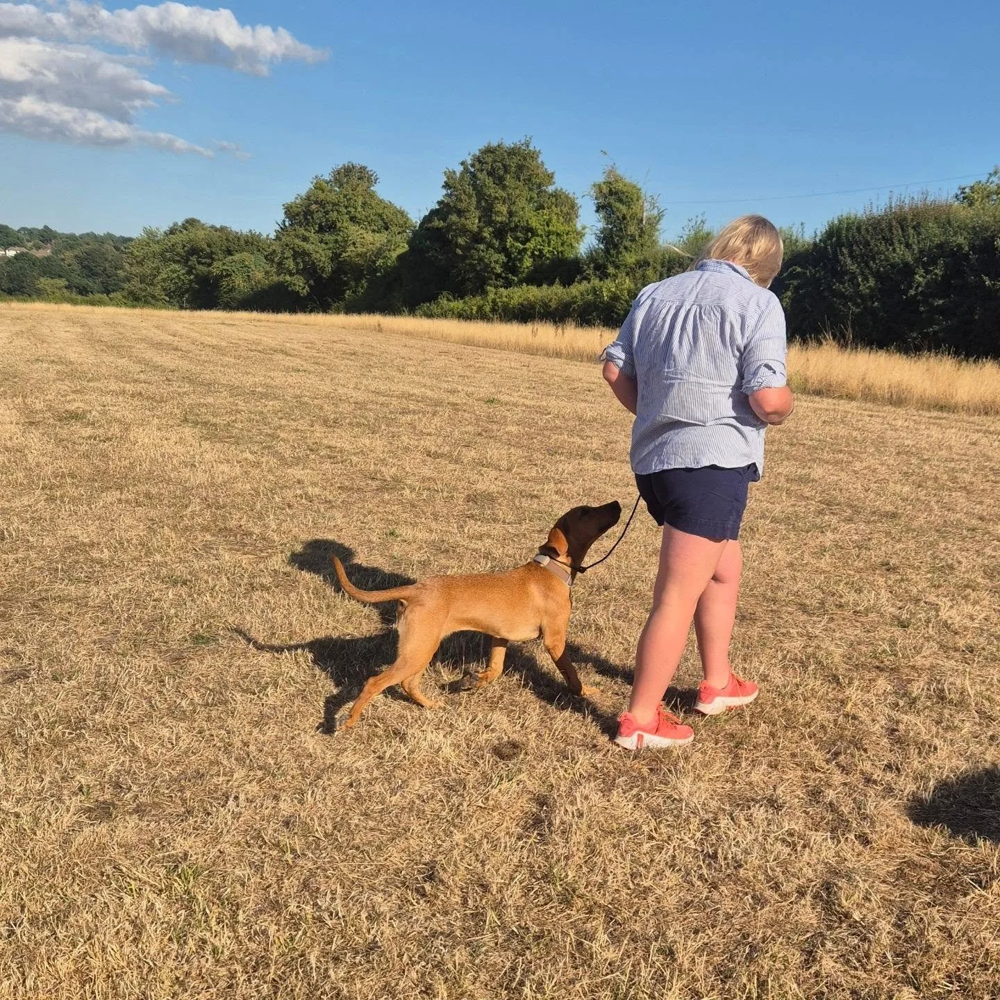 Very grateful for a cooler evening for this young Labradors gundog foundations 121 session 

Today we worked on heelwork, recall (introducing the whistle) sit whistle, and marked retrieves 

#gundogfoundations #youngretriever #younglabrador #gundogsi