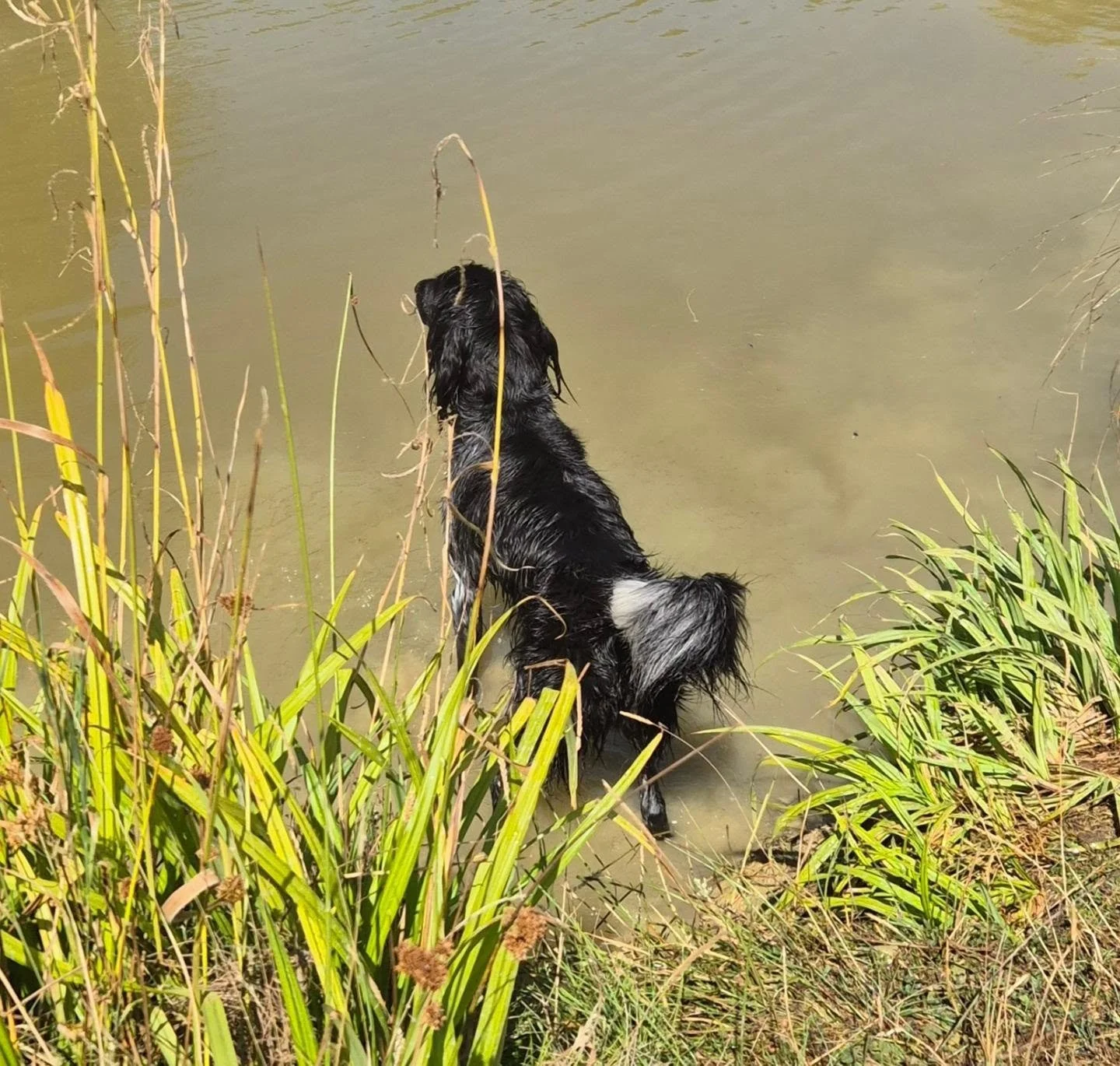 First set of pics from this mornings beginners water training workshop 

#waterretrieve #watertrainingkent #watertraining