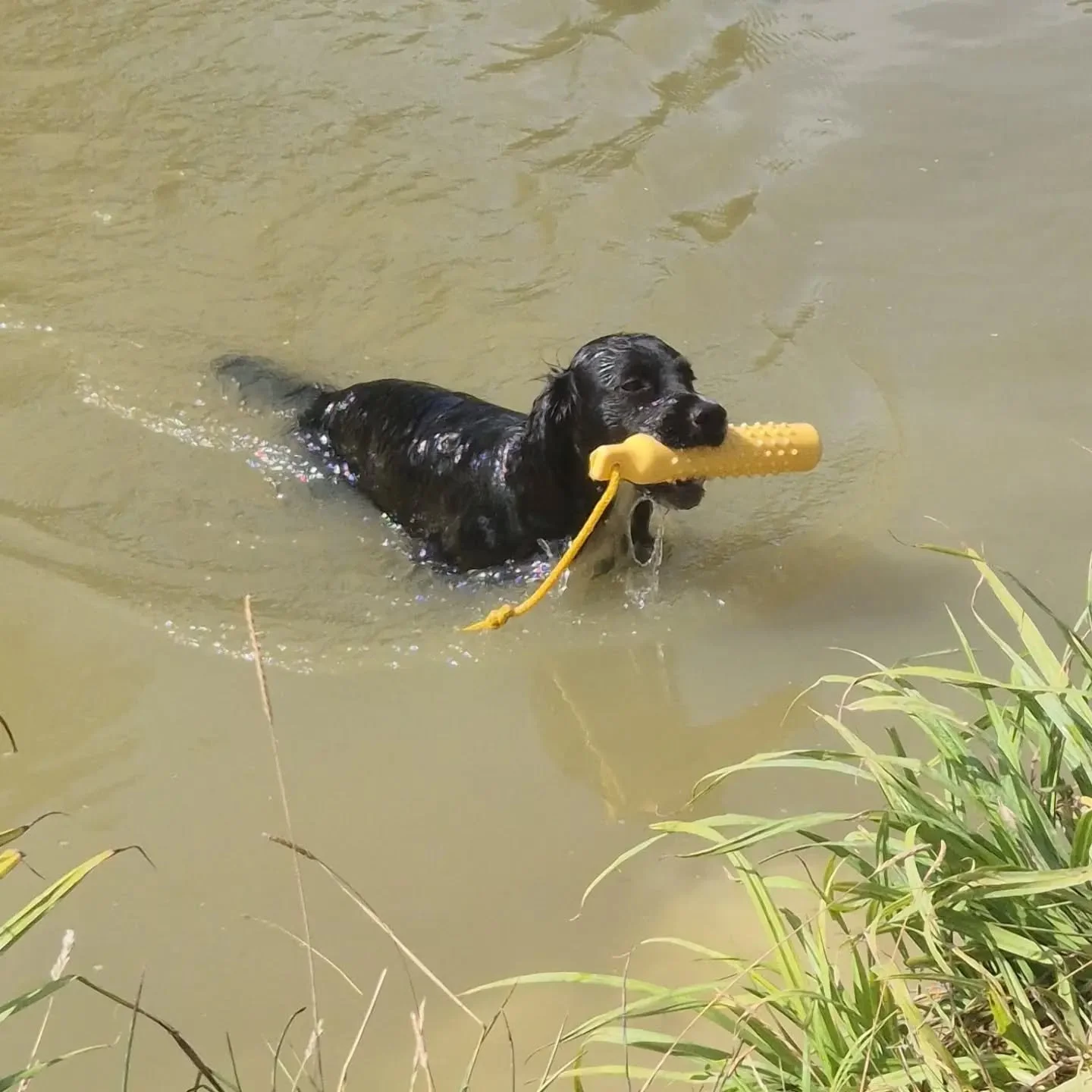 First set of pics from this afternoons advanced water retrieve workshop

Delayed marks, directions, hunting the bank, and retrieving past water 

#watertrainingkent #watertraining #waterretrieve
