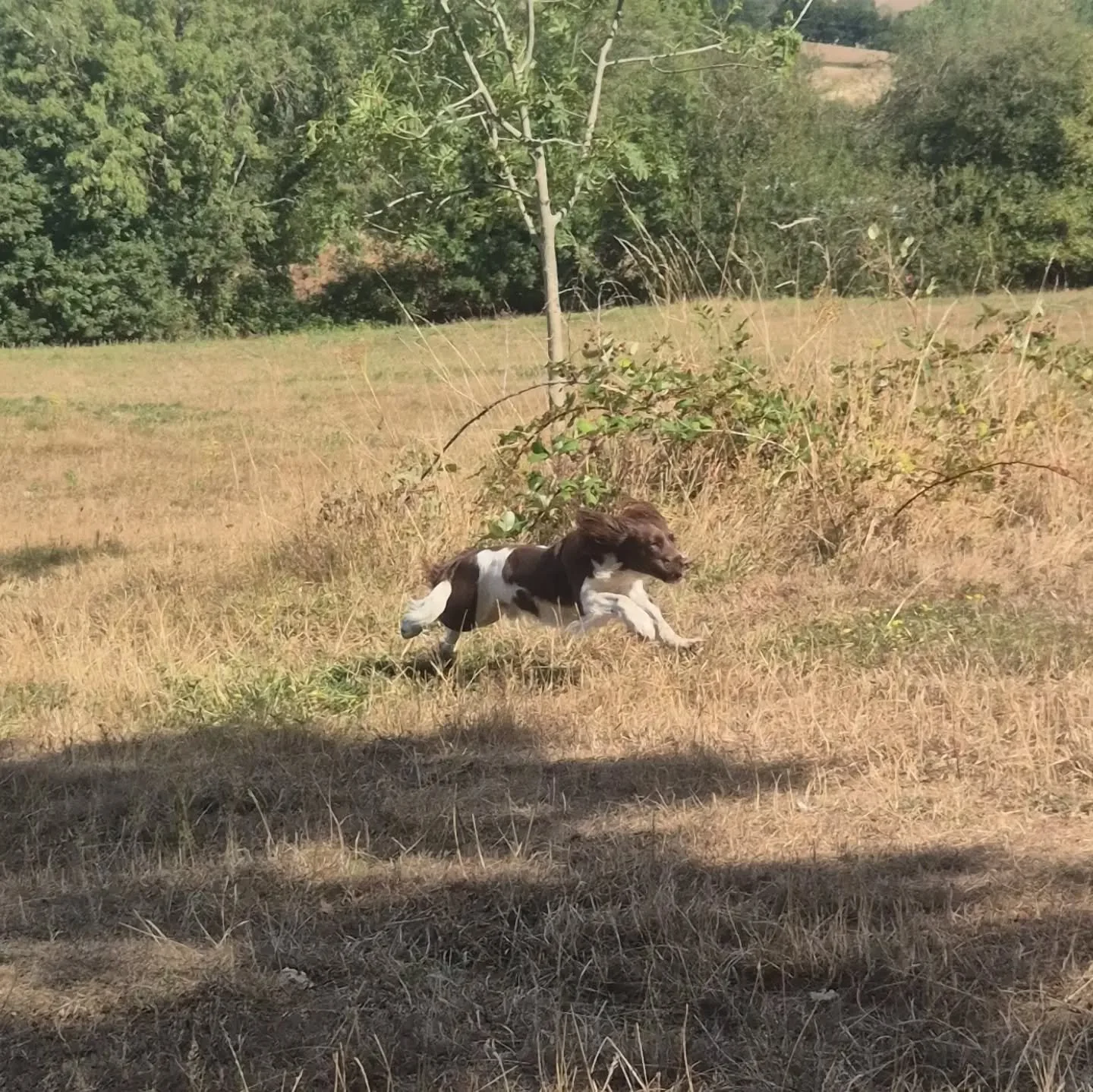 Third set of pics from this afternoons advanced water retrieve workshop

Delayed marks, directions, hunting the bank, and retrieving past water 

#watertrainingkent #watertraining #waterretrieve