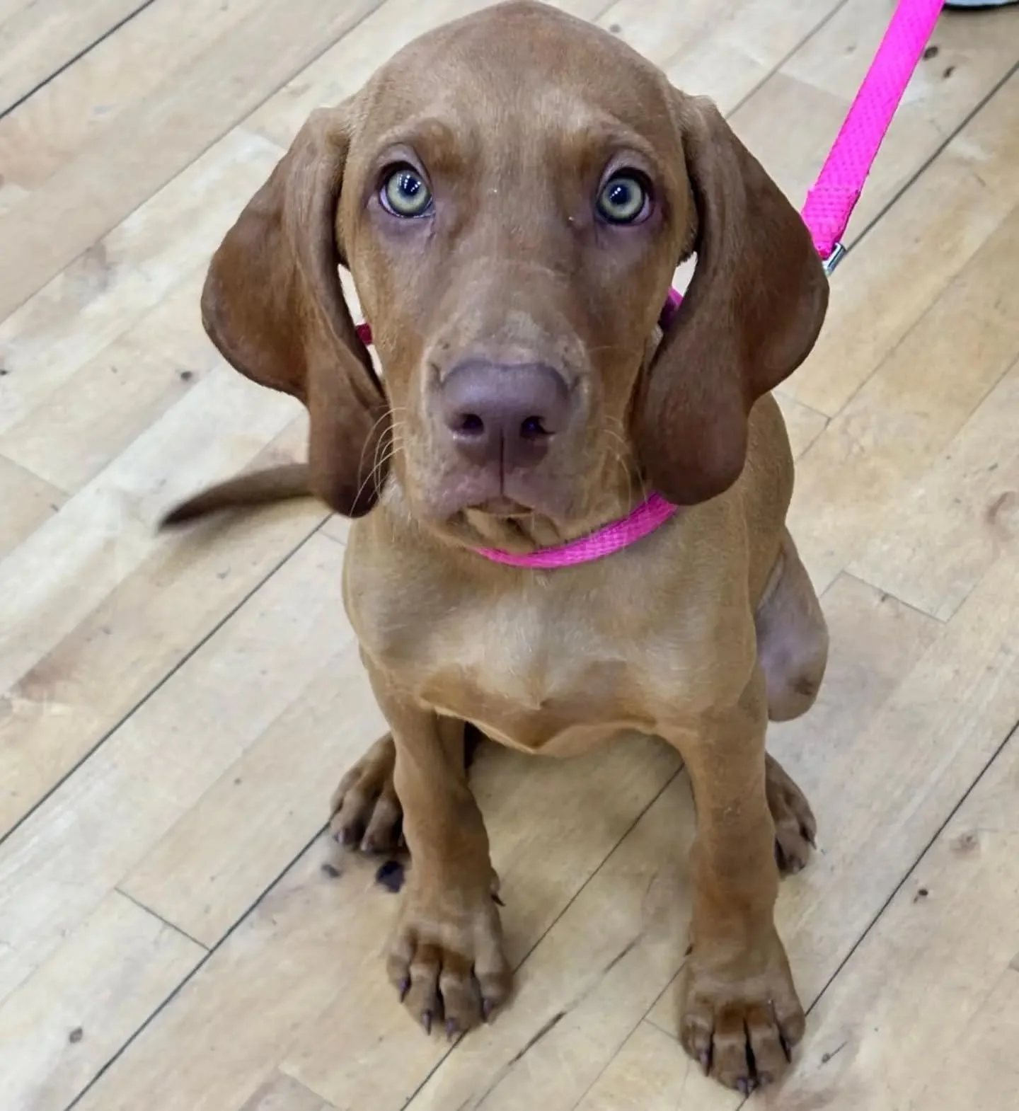 Welcome to our new puppy recruits! 

#puppyfoundations #puppyclassesmaidstone