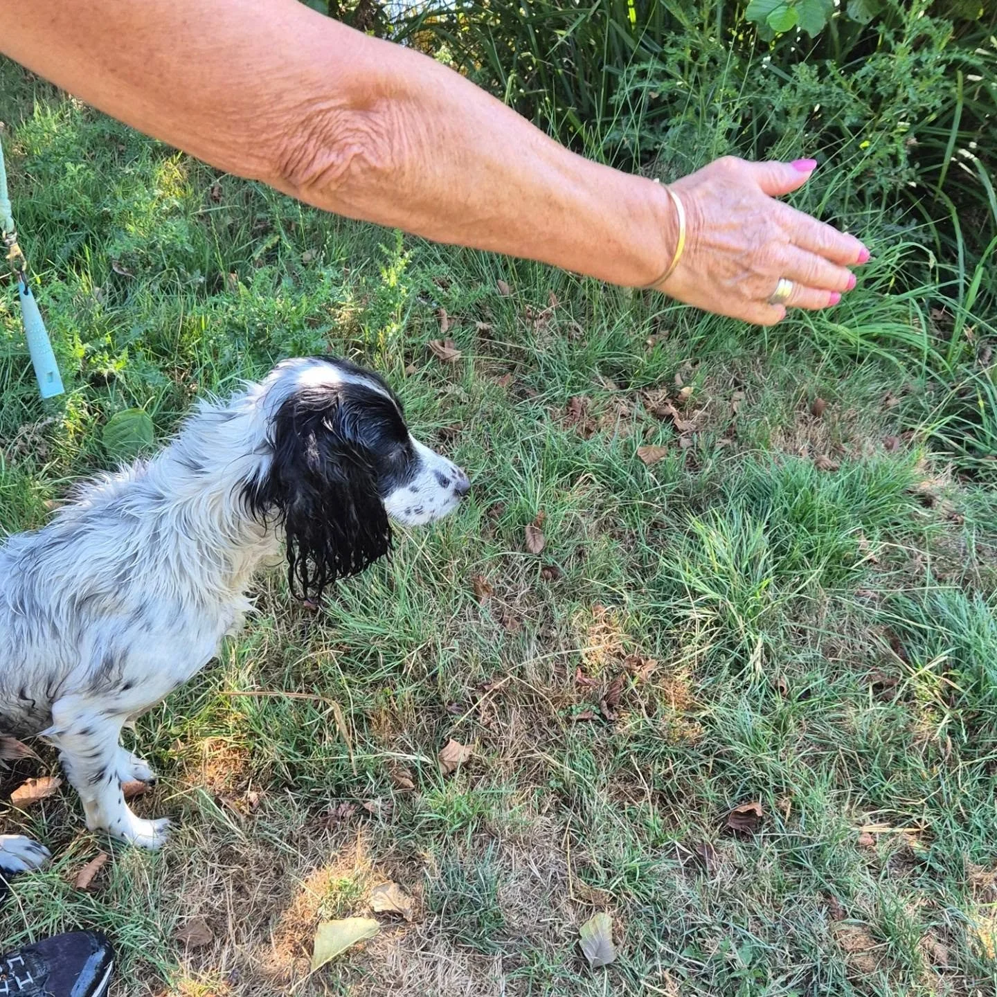 Frankie growing in confidence with water training, and we are now starting to build distance out of water and delivery from water 

#springerspaniel #spanieltrainingofinstagram #spanieltraining #watertraining