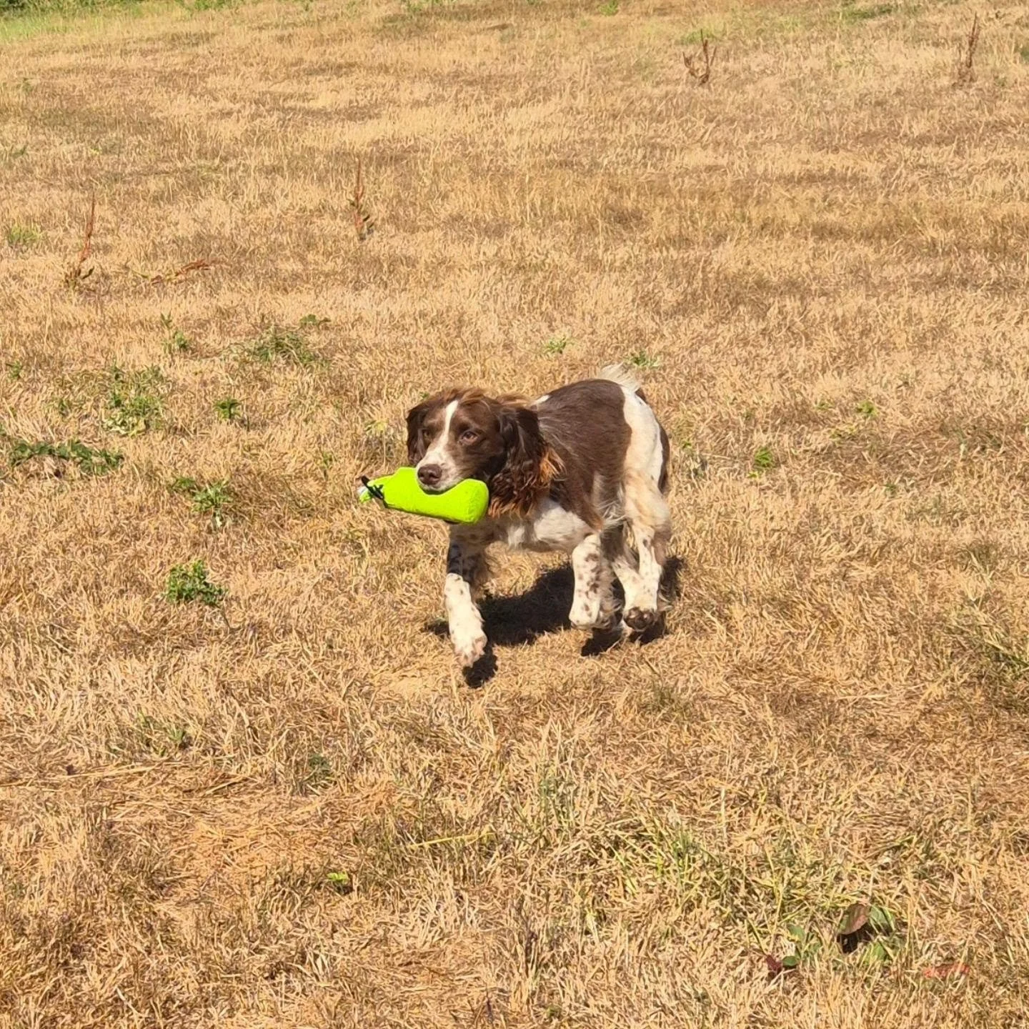 From not confident in water, to super water retrieves in one session! Good boy Harvey! 

#springerspanieltraining #springerspaniels #watertrainingforgundogs #watertrainingkent