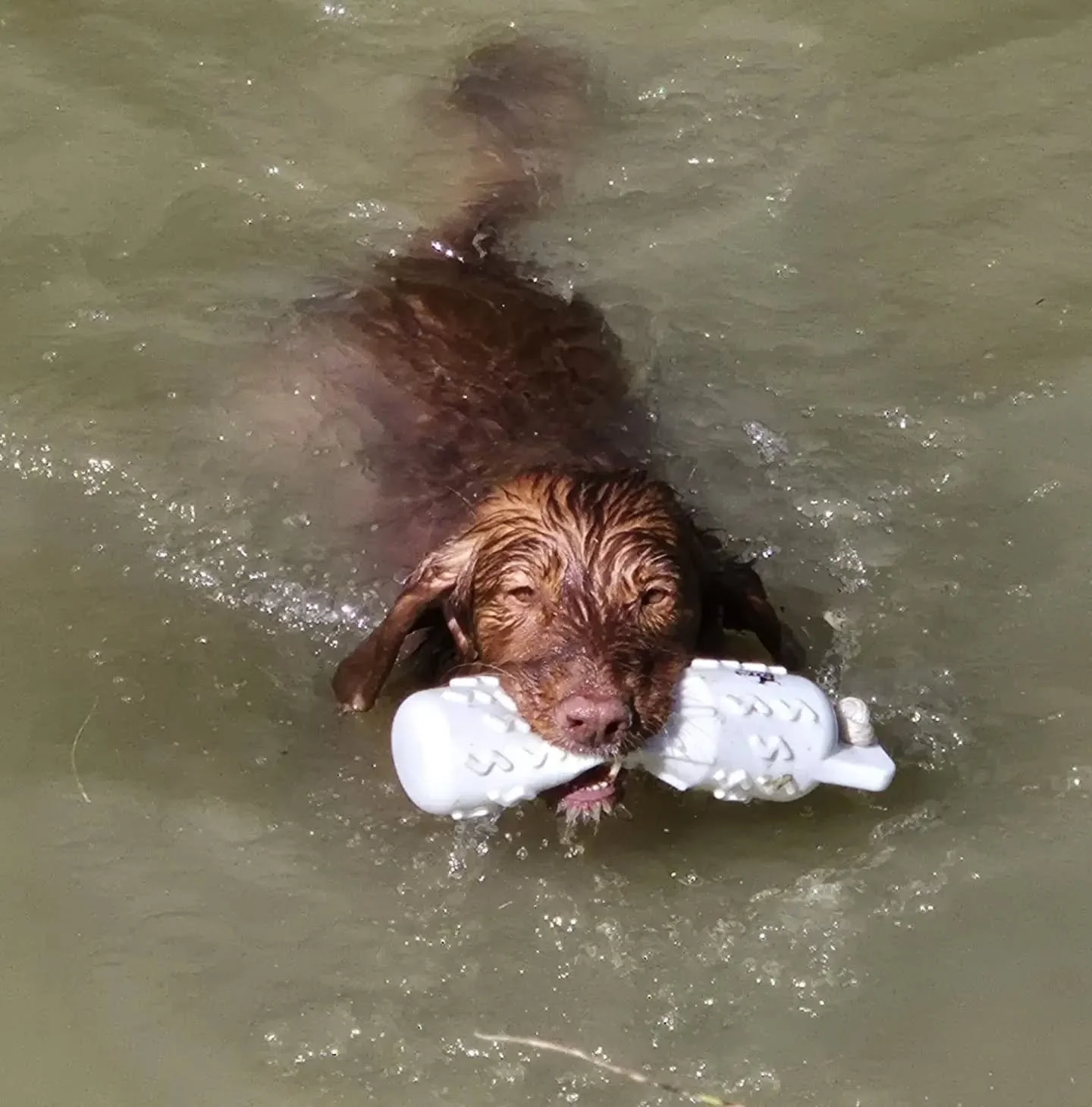 Land water water team training for Nage, Neut, and Piri this morning

#cockerspanieltraining #cockerspaniel #watertrainingforgundogs #waterretrieve