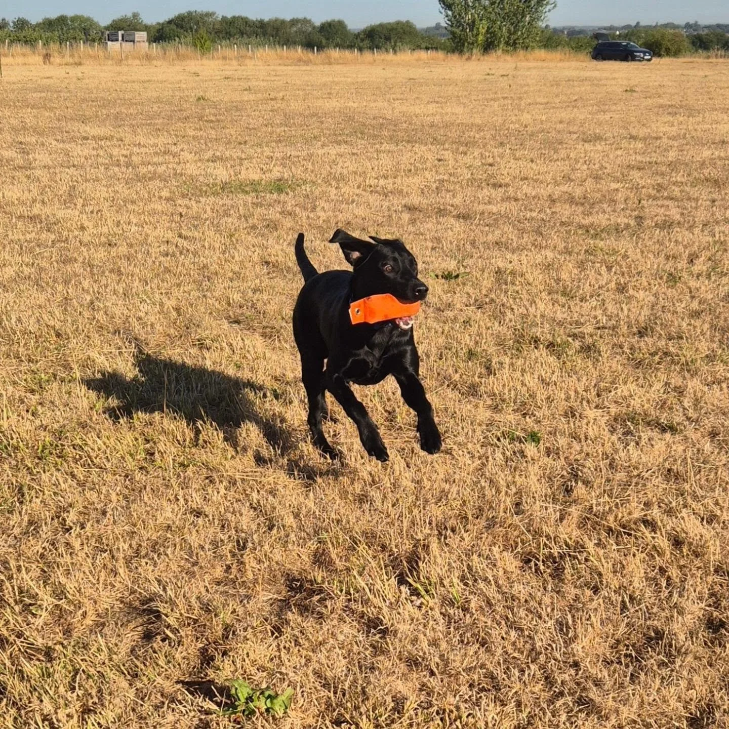 It's always great to meet dogs and people we are working with remotely in person! 

Following a zoom coaching call for anxiety I met this handsome Labrador early this morning for some in person training 

What a gorgeous dog he is, with great handler