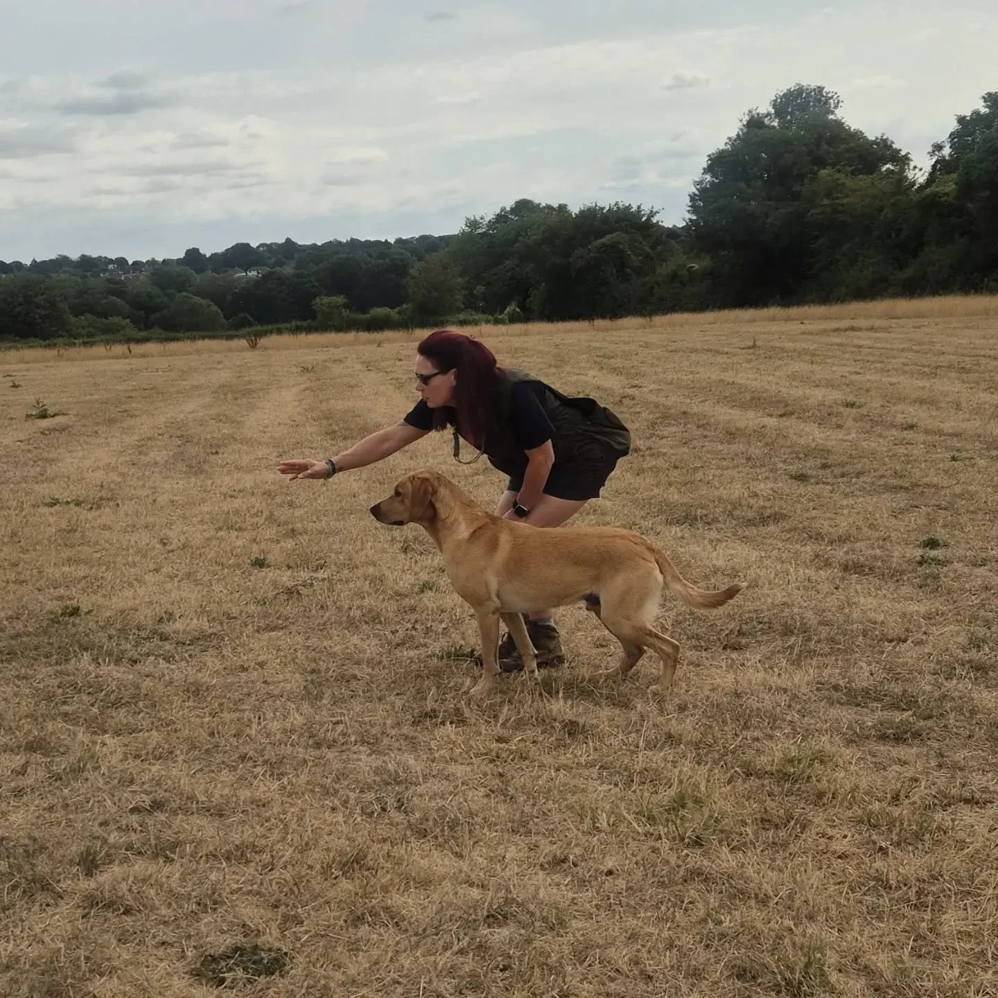 Lovely group this morning &hearts;️

Marks with distractions, delayed retrieves from a mini simulated drive, stop whistle progression, and walked up training 

#retrievertrainingkent
#gundogtrainingkent
#traininggundogs