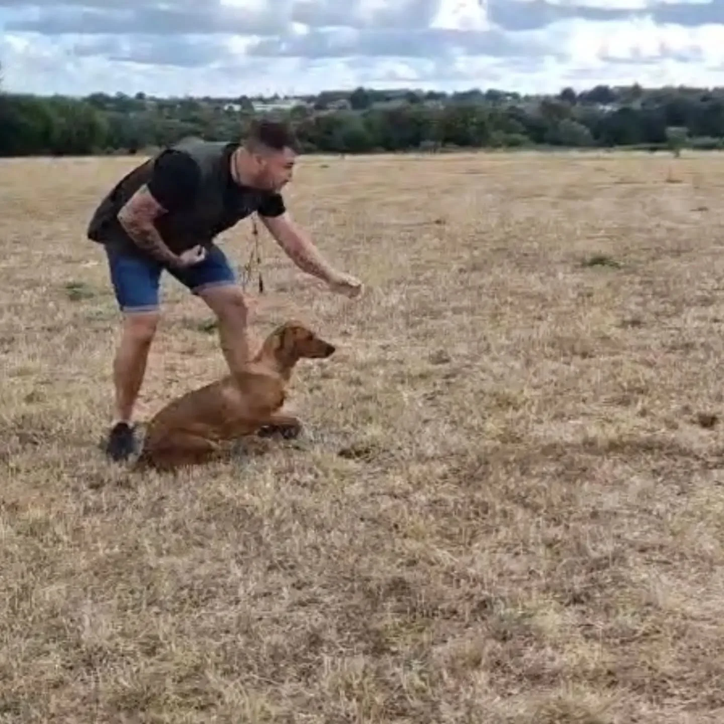 Memory retrieves, steadiness exercises, and general gundog foundations with this group this morning 

#gundogfoundations #gundogskillstraining