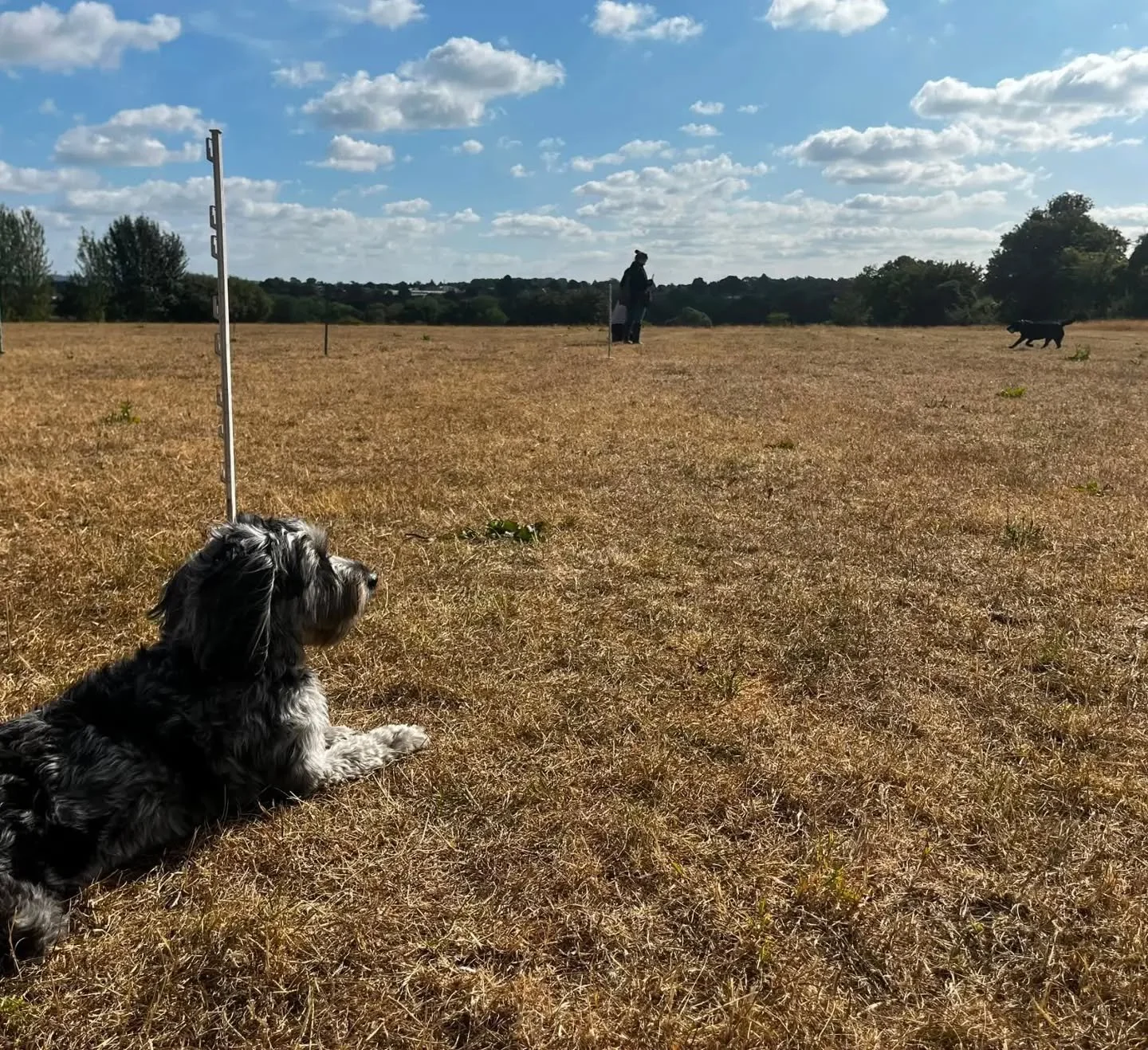 Some lovely progress with this group this morning! Well done everyone 

#fungundogtraining #gundogskillstraining #gundogfoundations