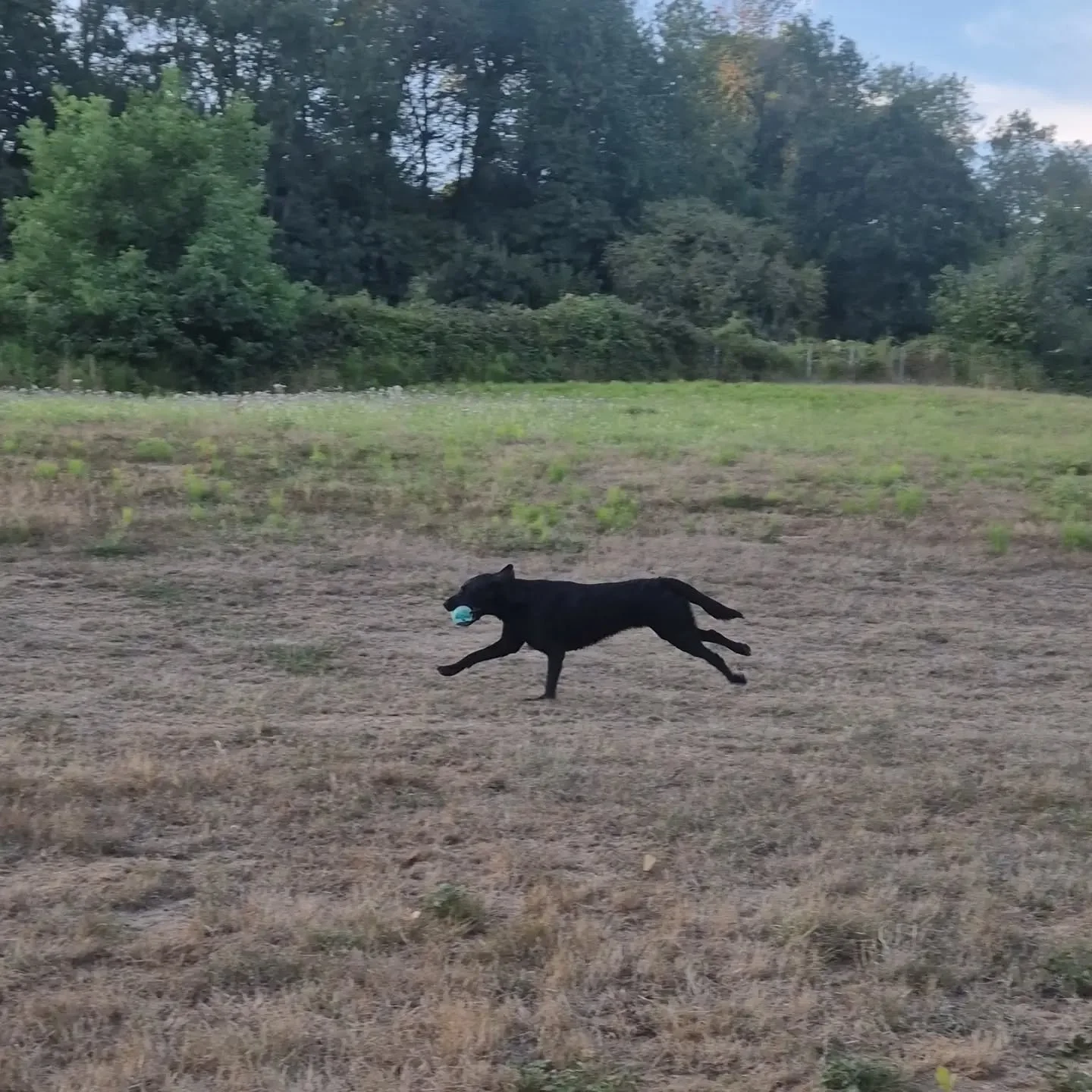 The last of our land and water group training evenings of the summer! 

We ended the summer training season with long swims to the island, crossing the ditch, blinds in the wood, and water retrieves over the brow 

Thsnkyou everyone for a great summe