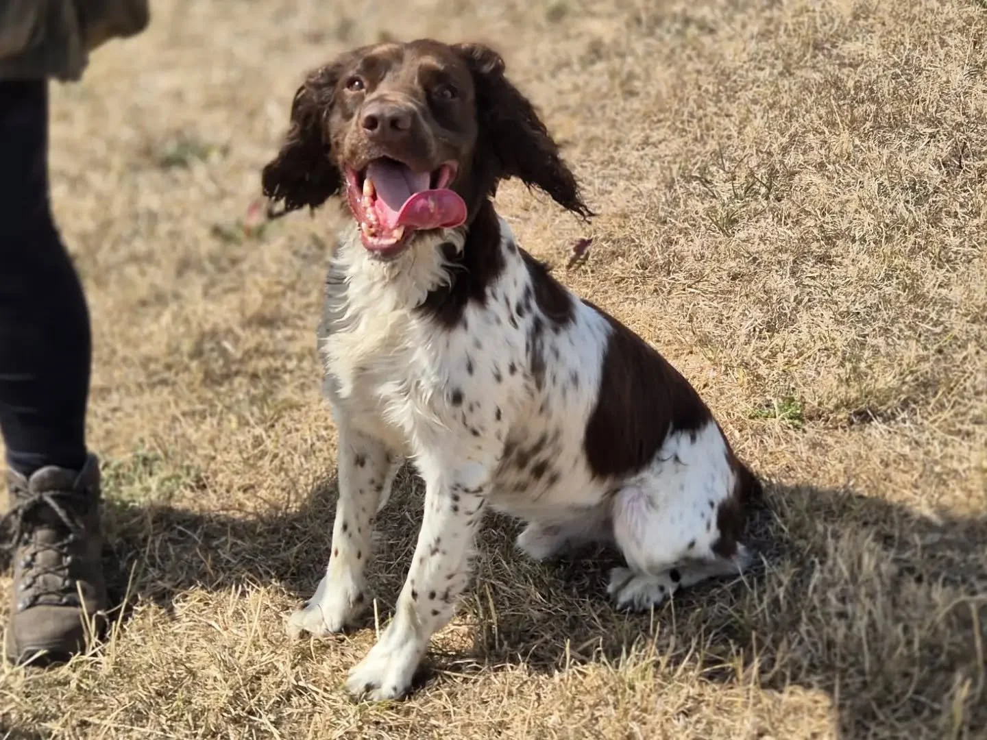 Spaniel session this morning with Flash, Acer and Willow 

#spanielsquad #spanieltraining